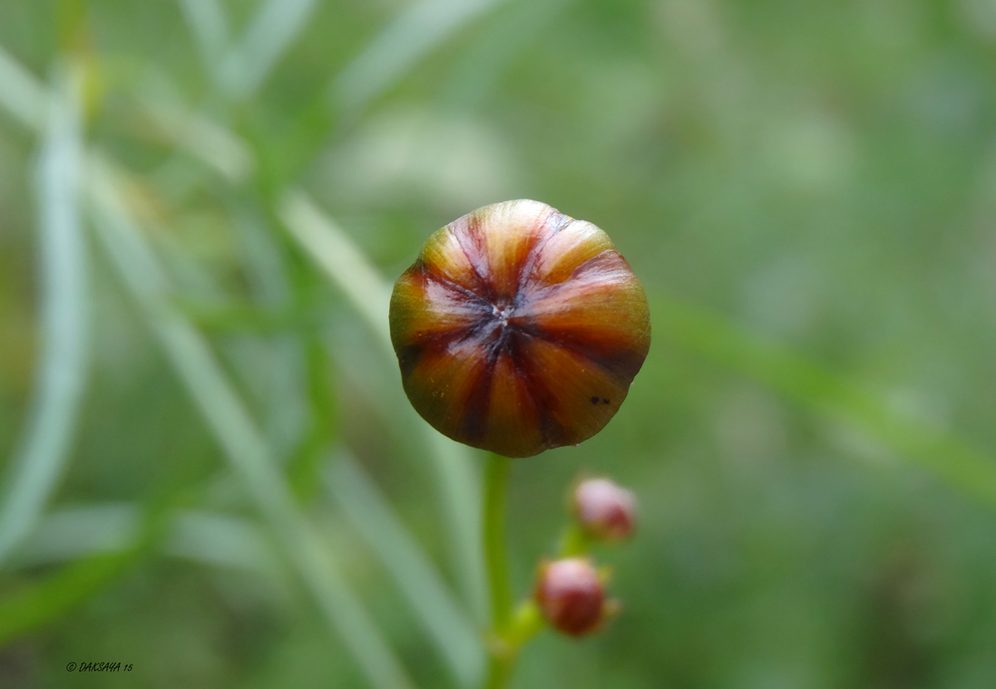 In de knop