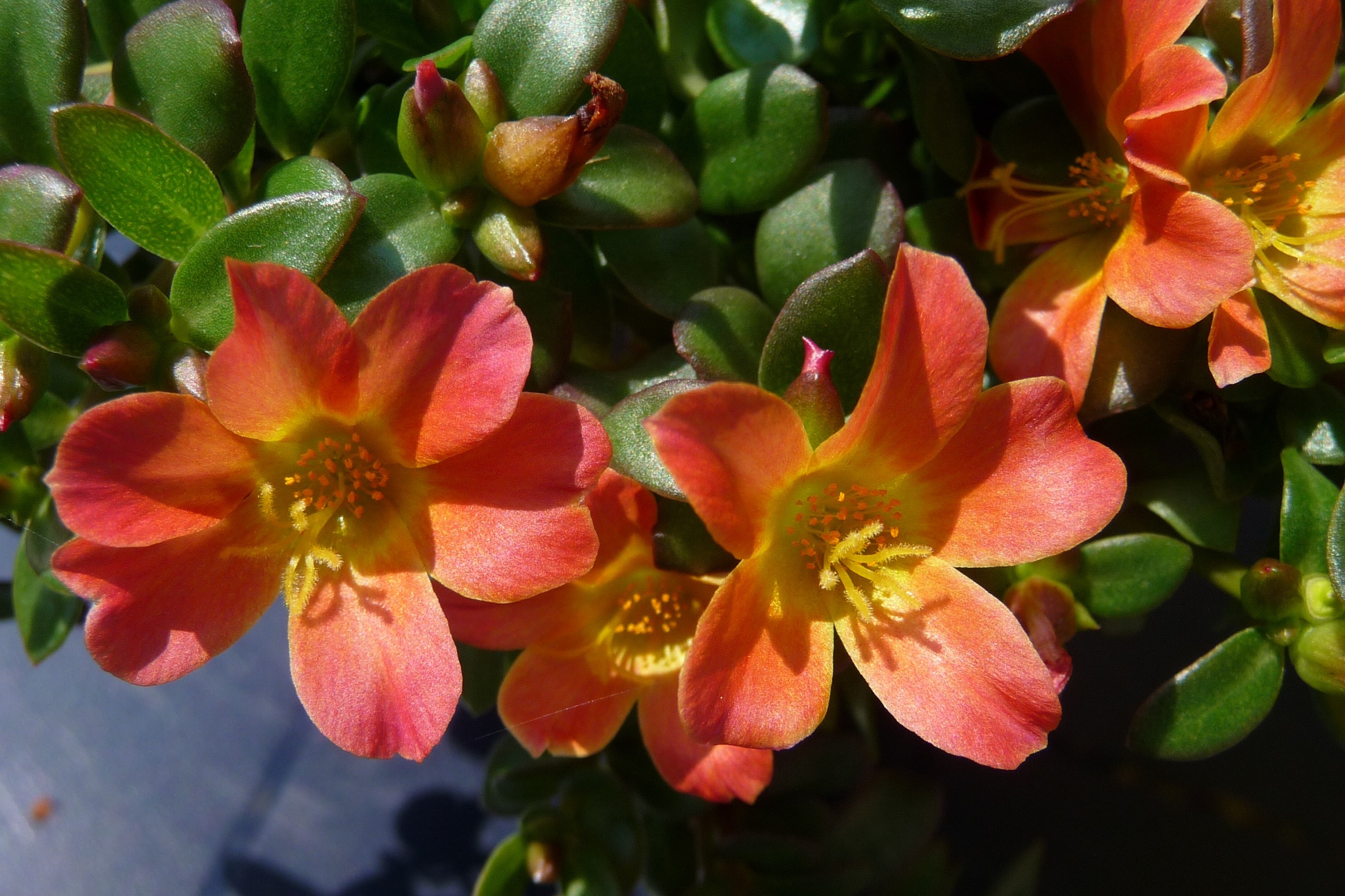 Portulaca