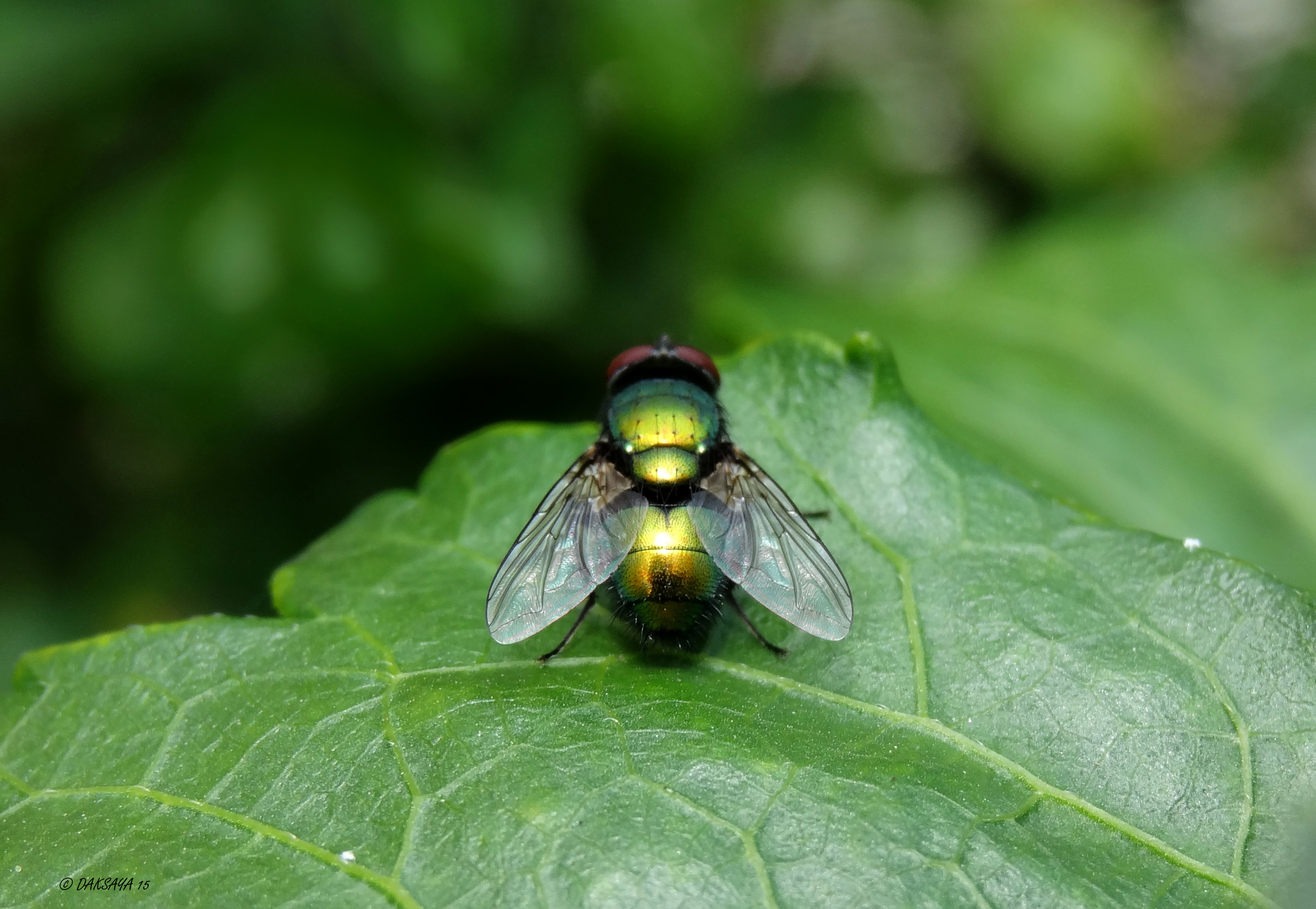 Glimmend groen