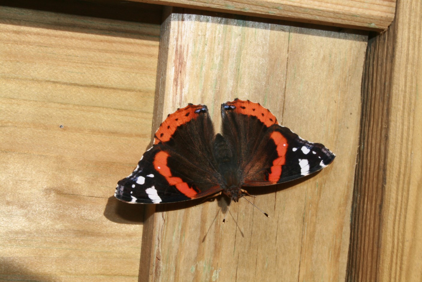 Vlinder aan de schutting