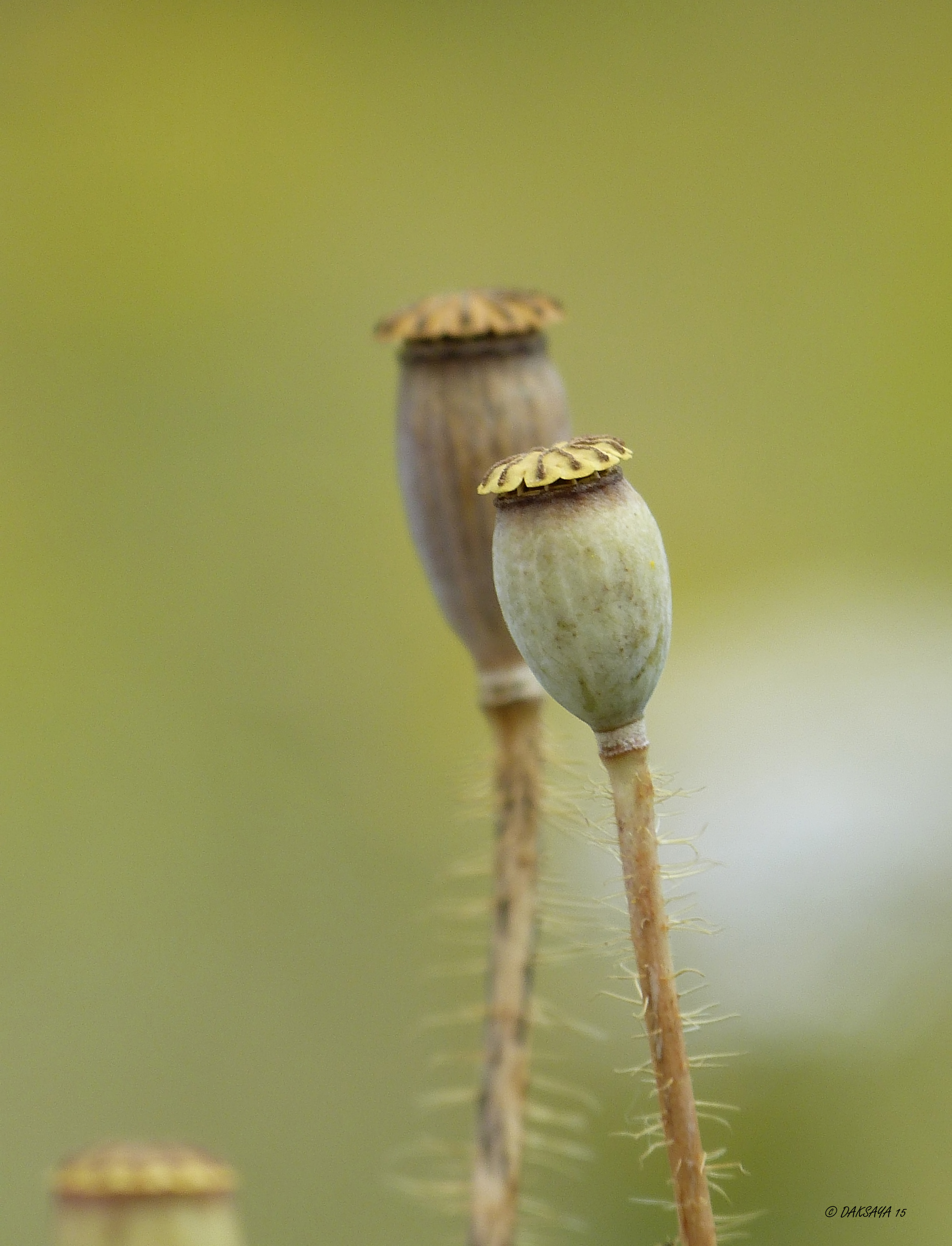 Verdroogd 