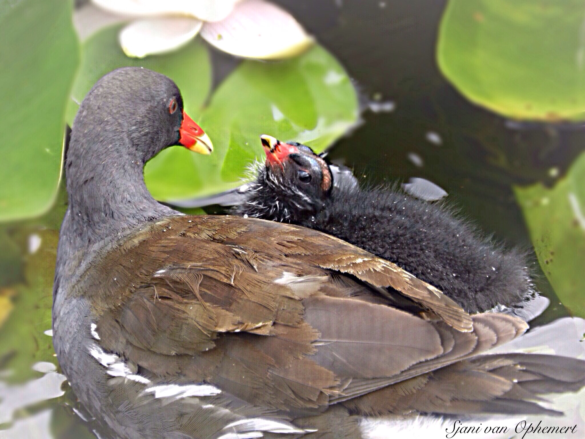 Love you so much ,mammie