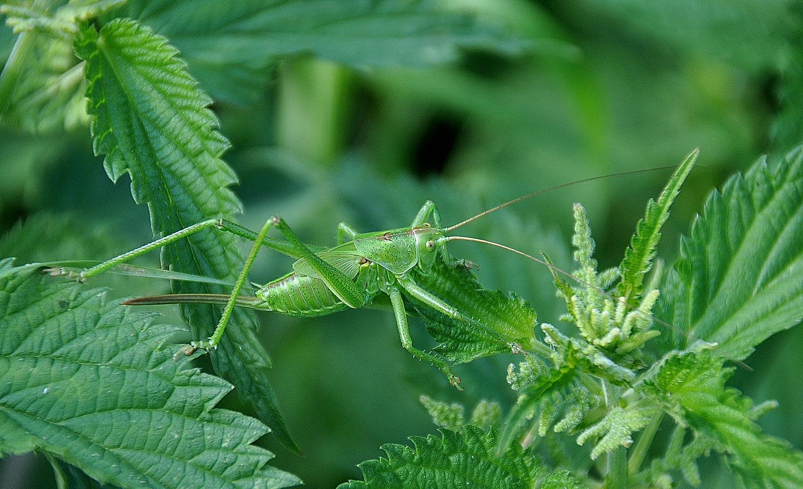 Grote groene sabelsprinkhaan.