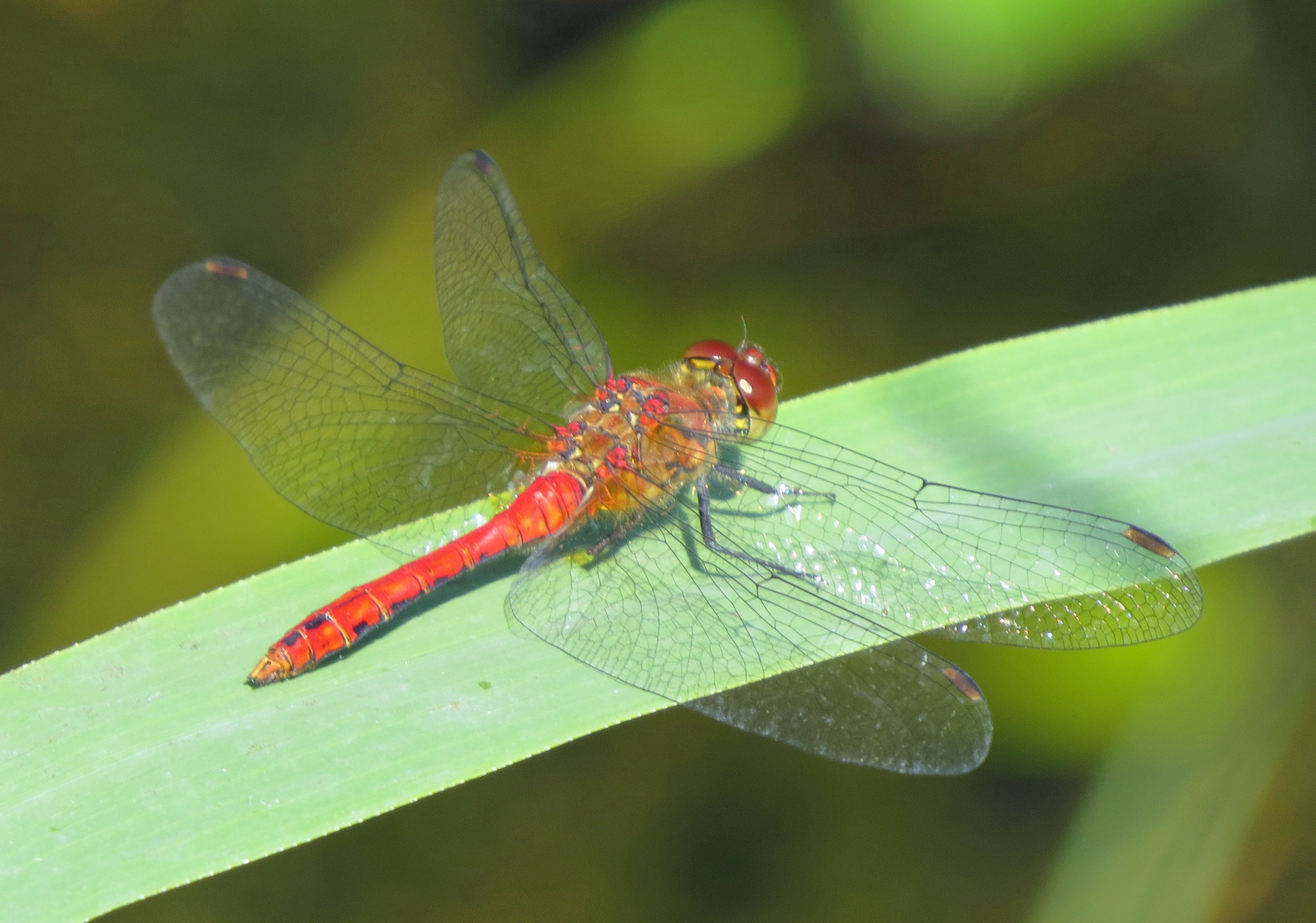 Bloedrode Heidelibel