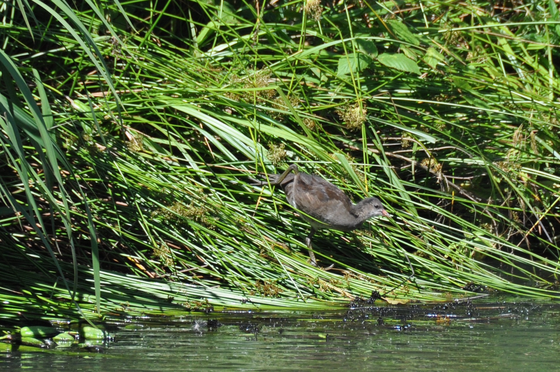 Over de graspollen...