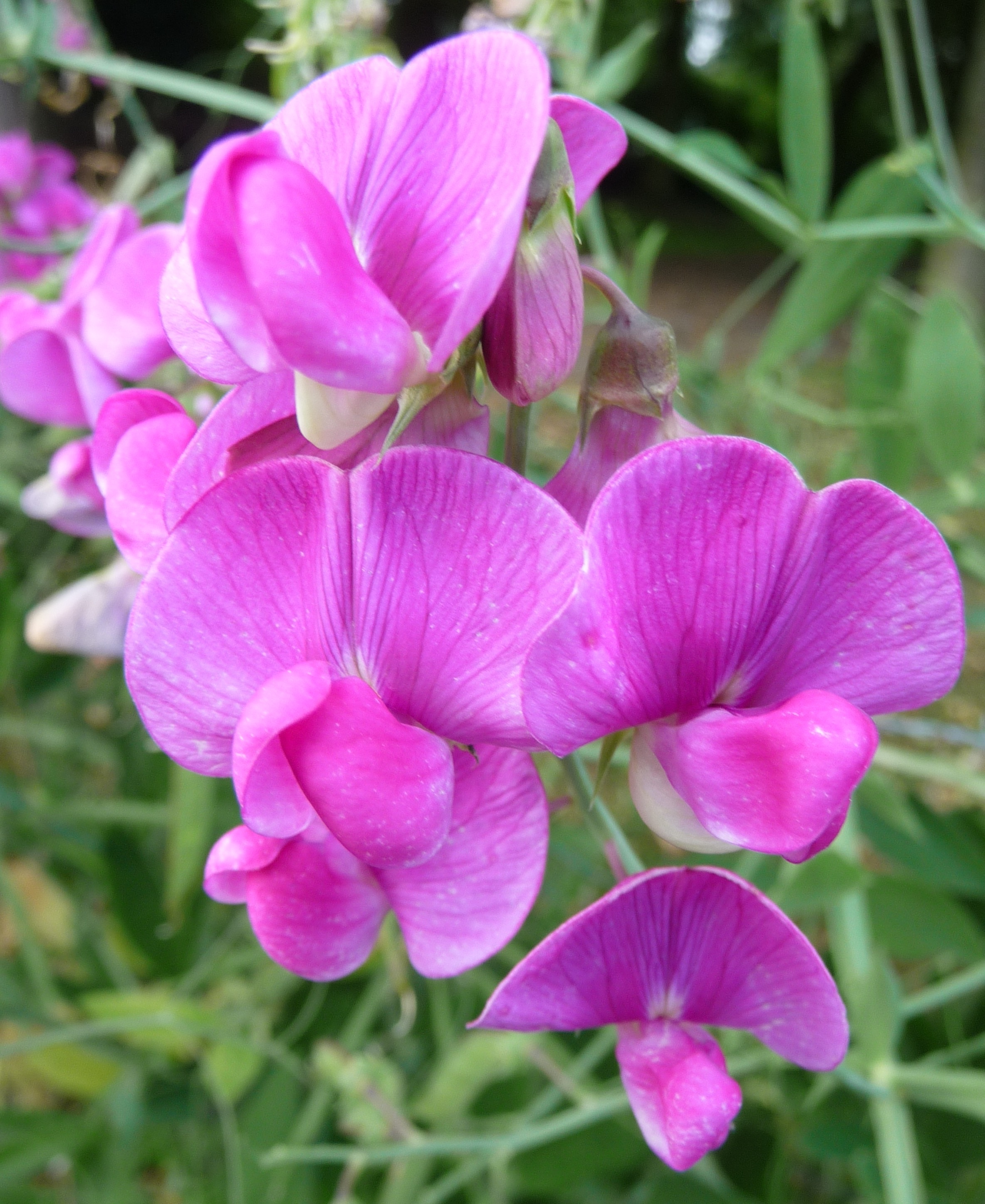 Lathyrus