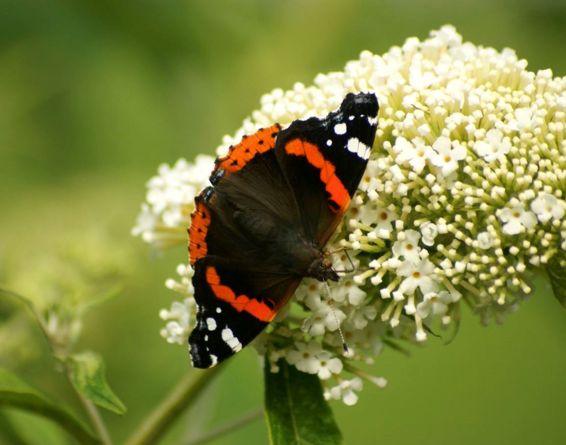 atalanta op vlinderstruik