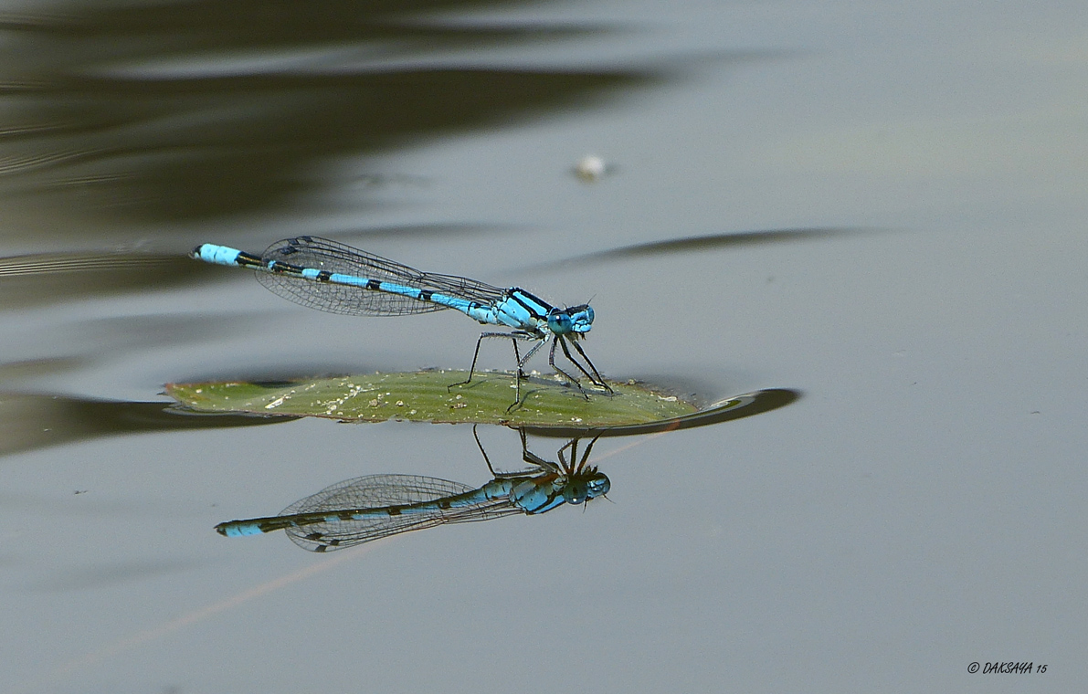 Waterspiegel