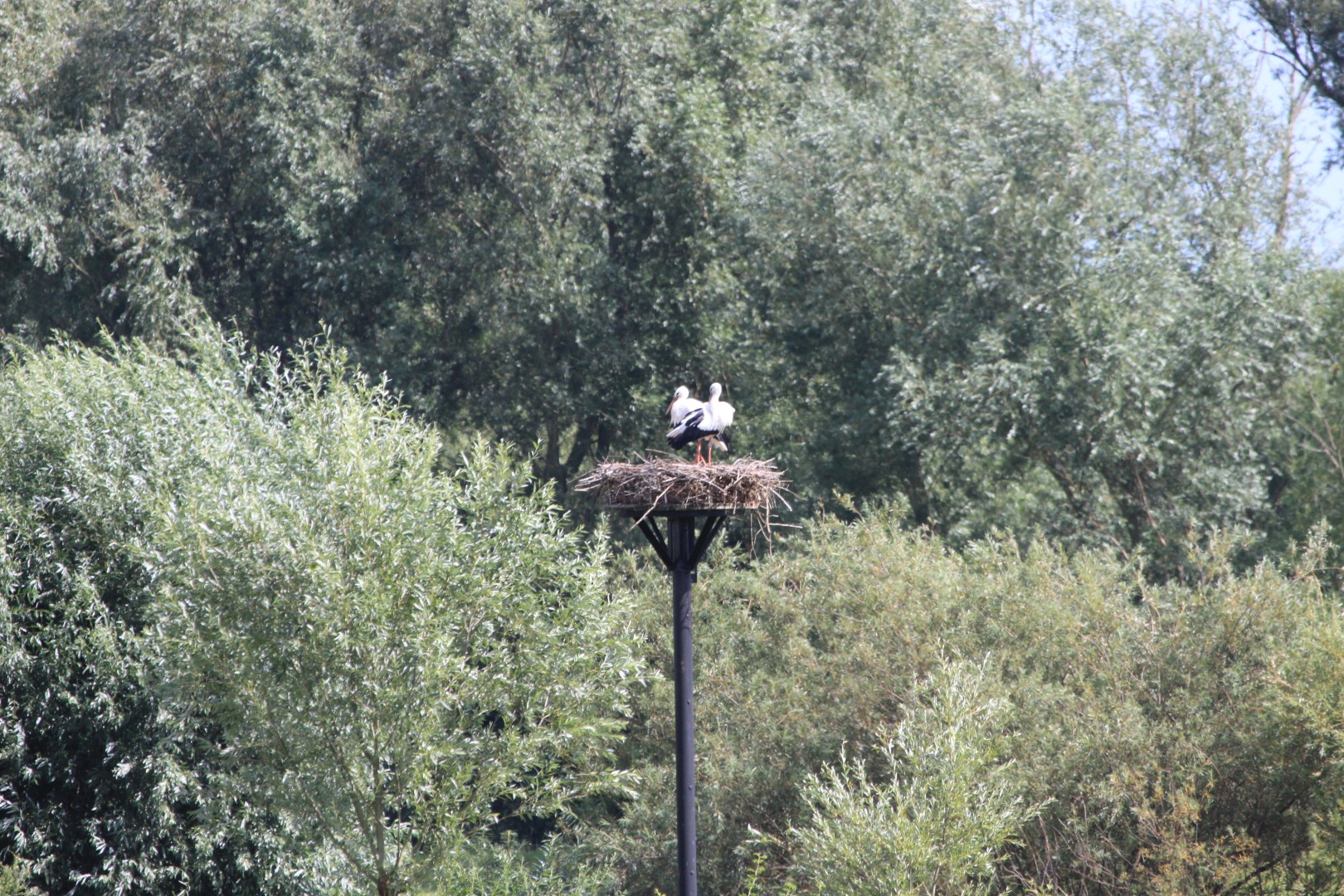 Ooievaarsnest