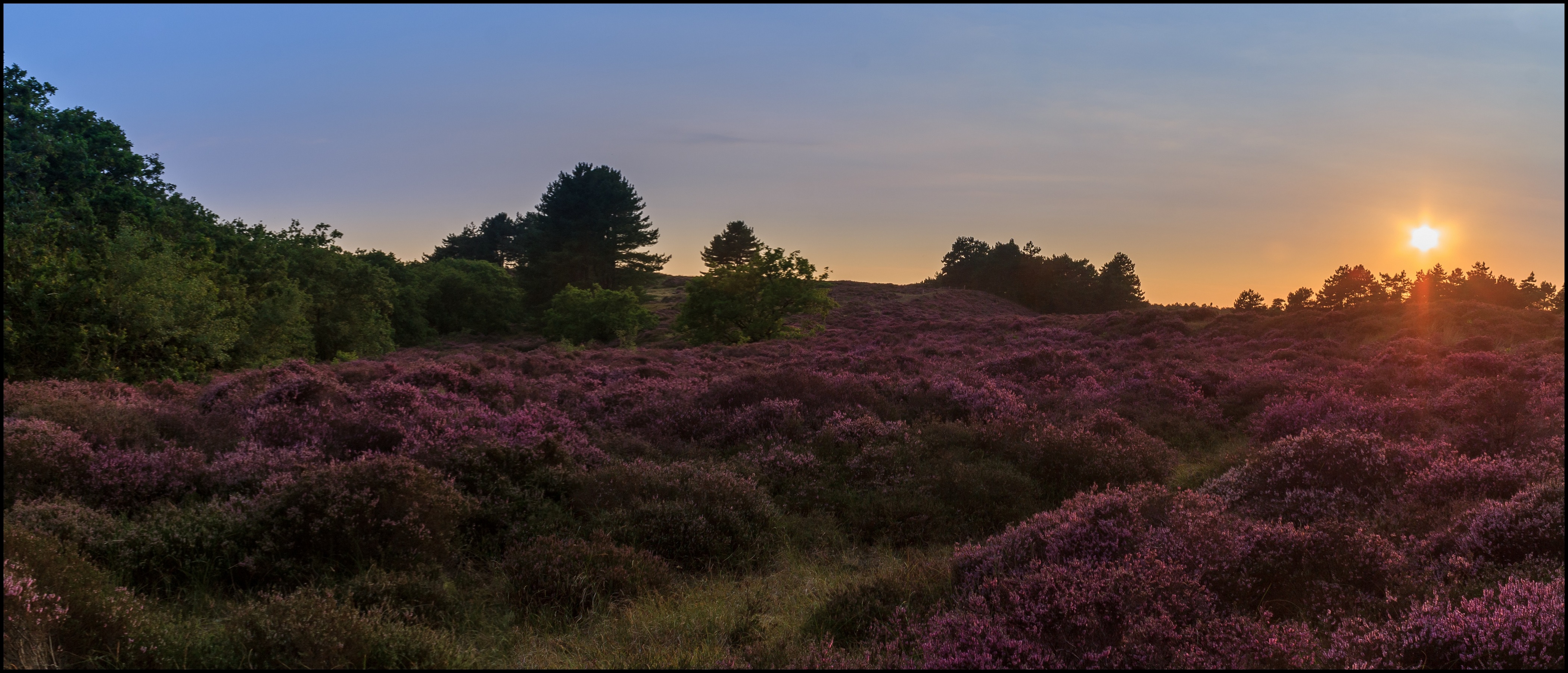 Heide staat in bloei.