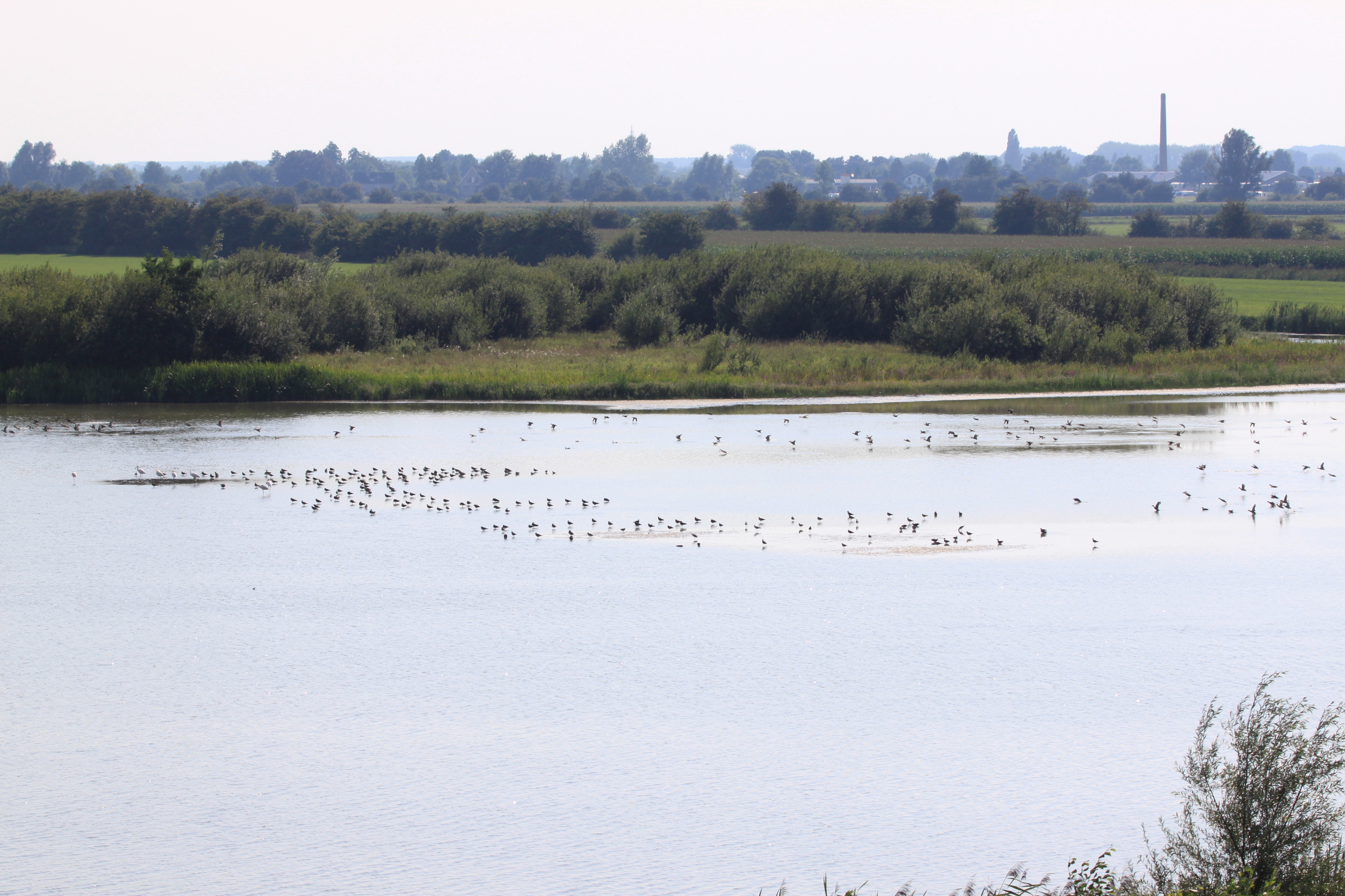 Heel veel watervogels