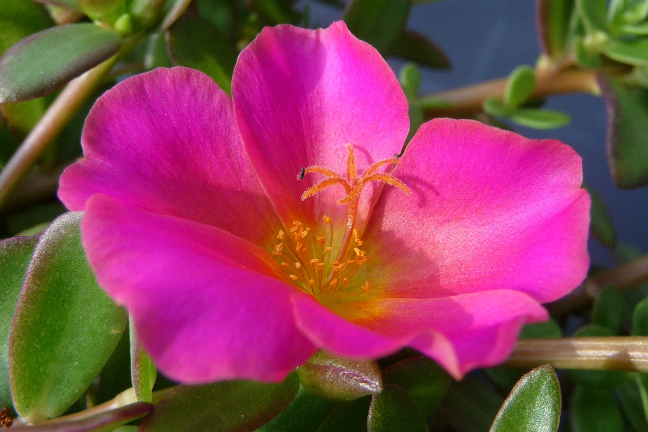 Portulaca