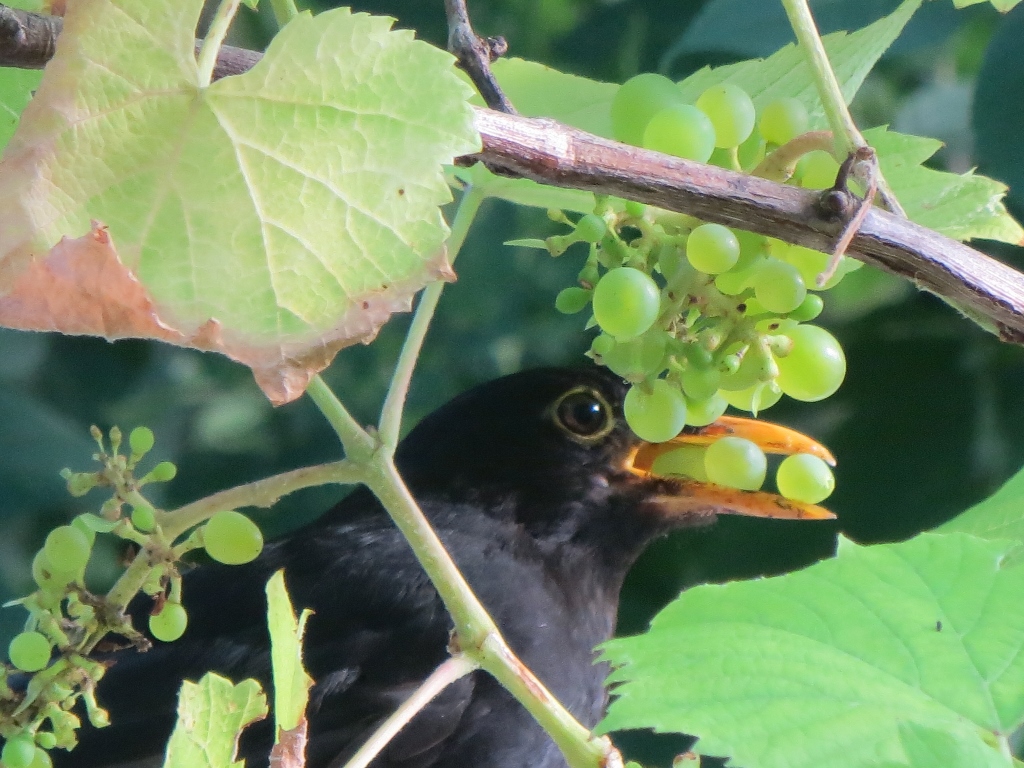 Merel snoept van druivenrank