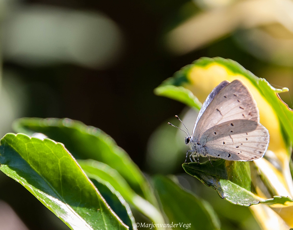Zo blauw hou ik van jou