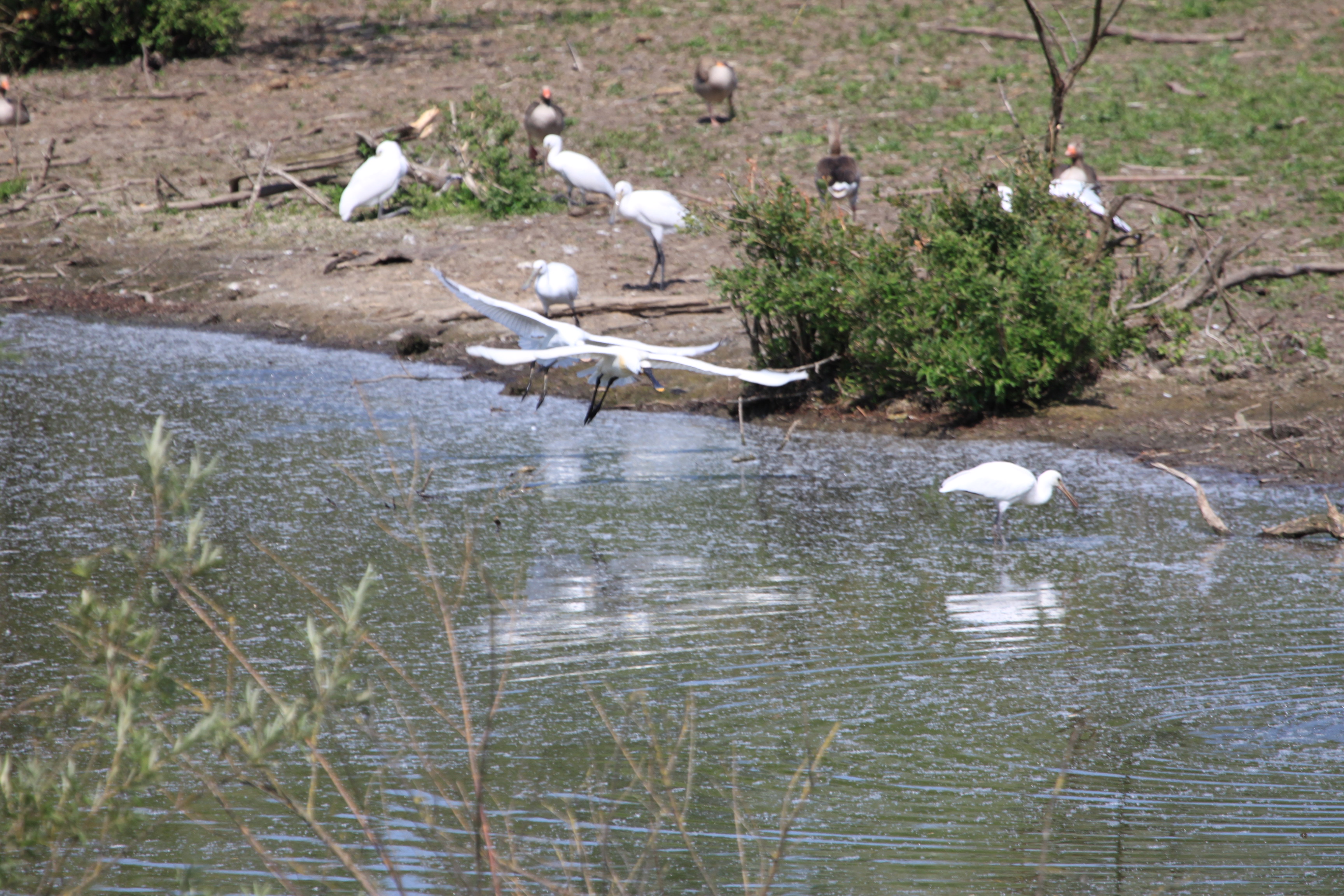 Lepelaars en div.ganzen