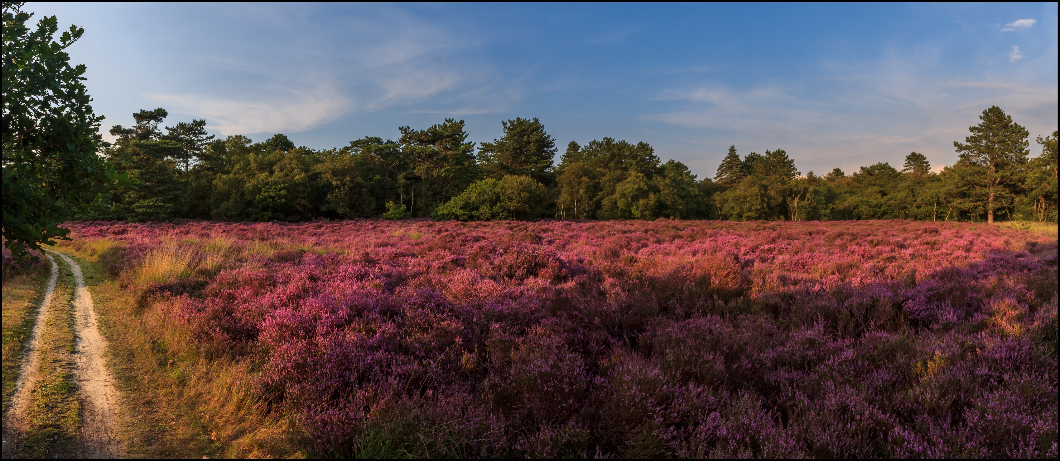 Heide staat in bloei.