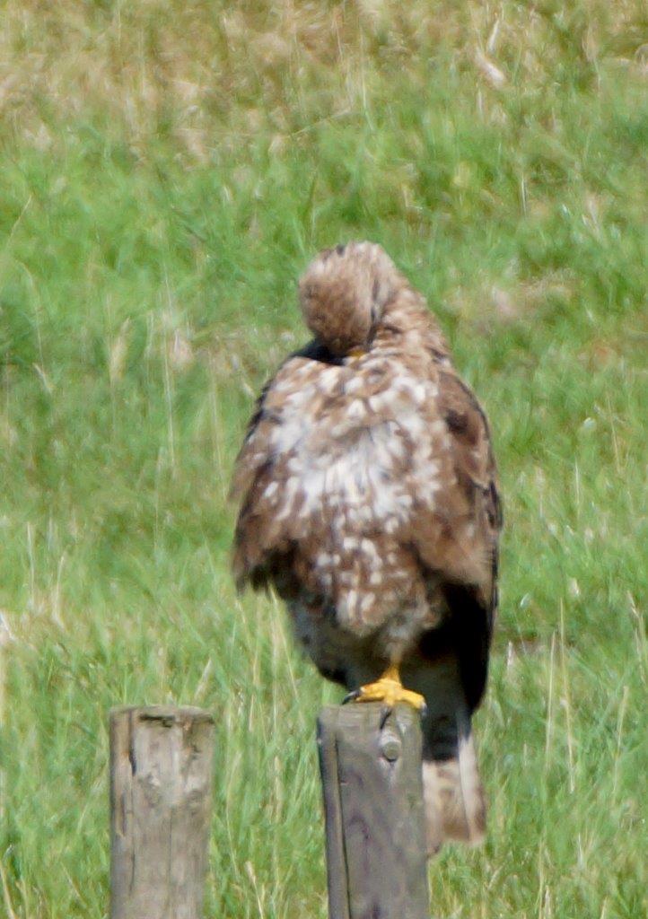  Buizerd 