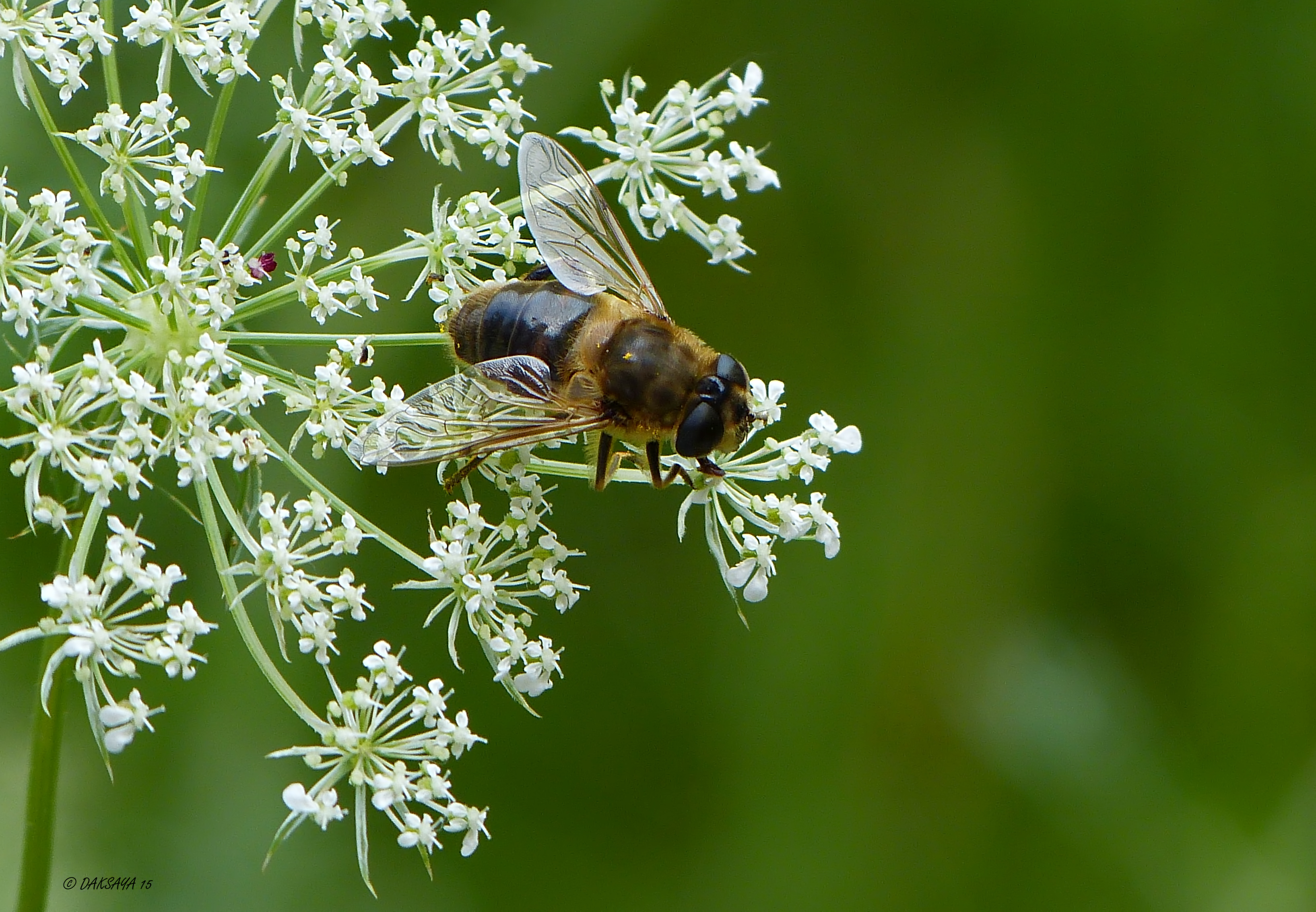 Wilde bij op blinde peen