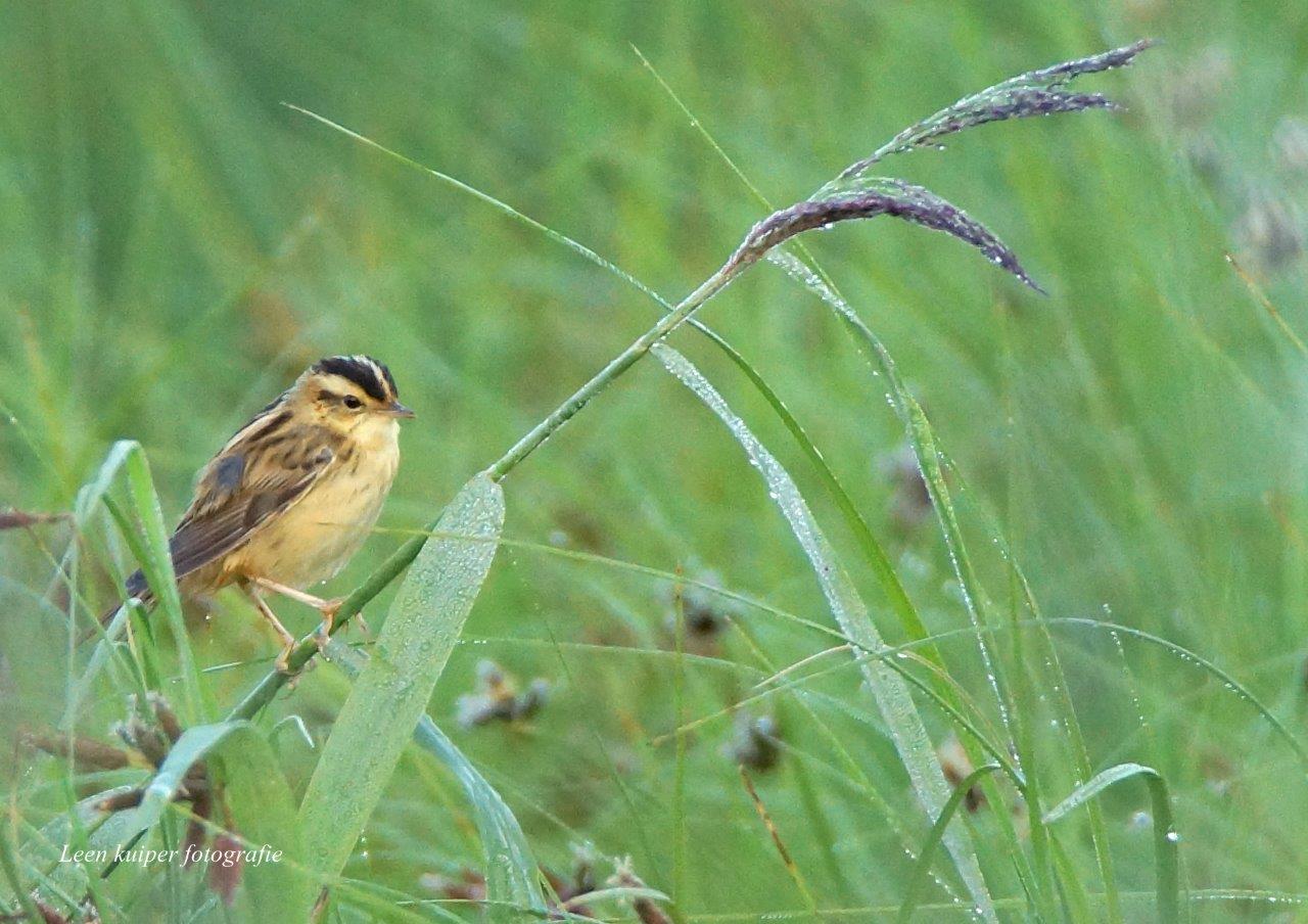 Waterrietzanger 