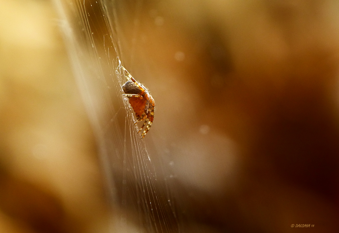 Sepia spider