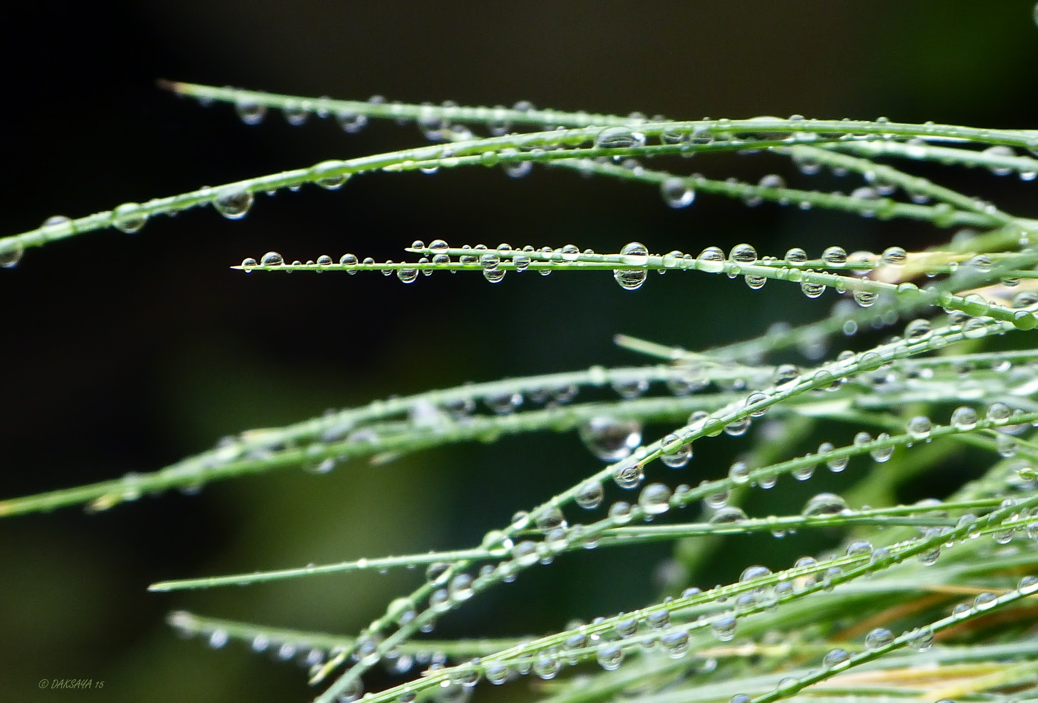Nat gras