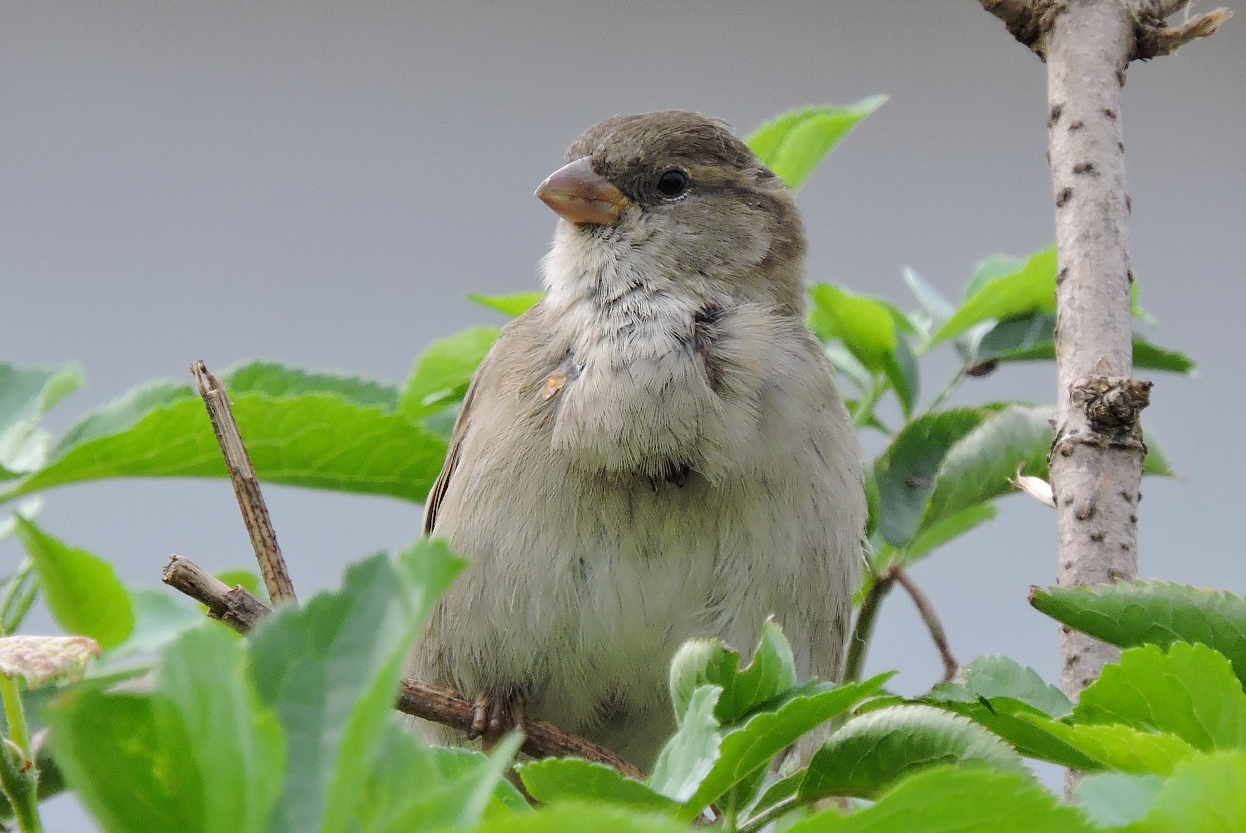 Vrouw met de baard