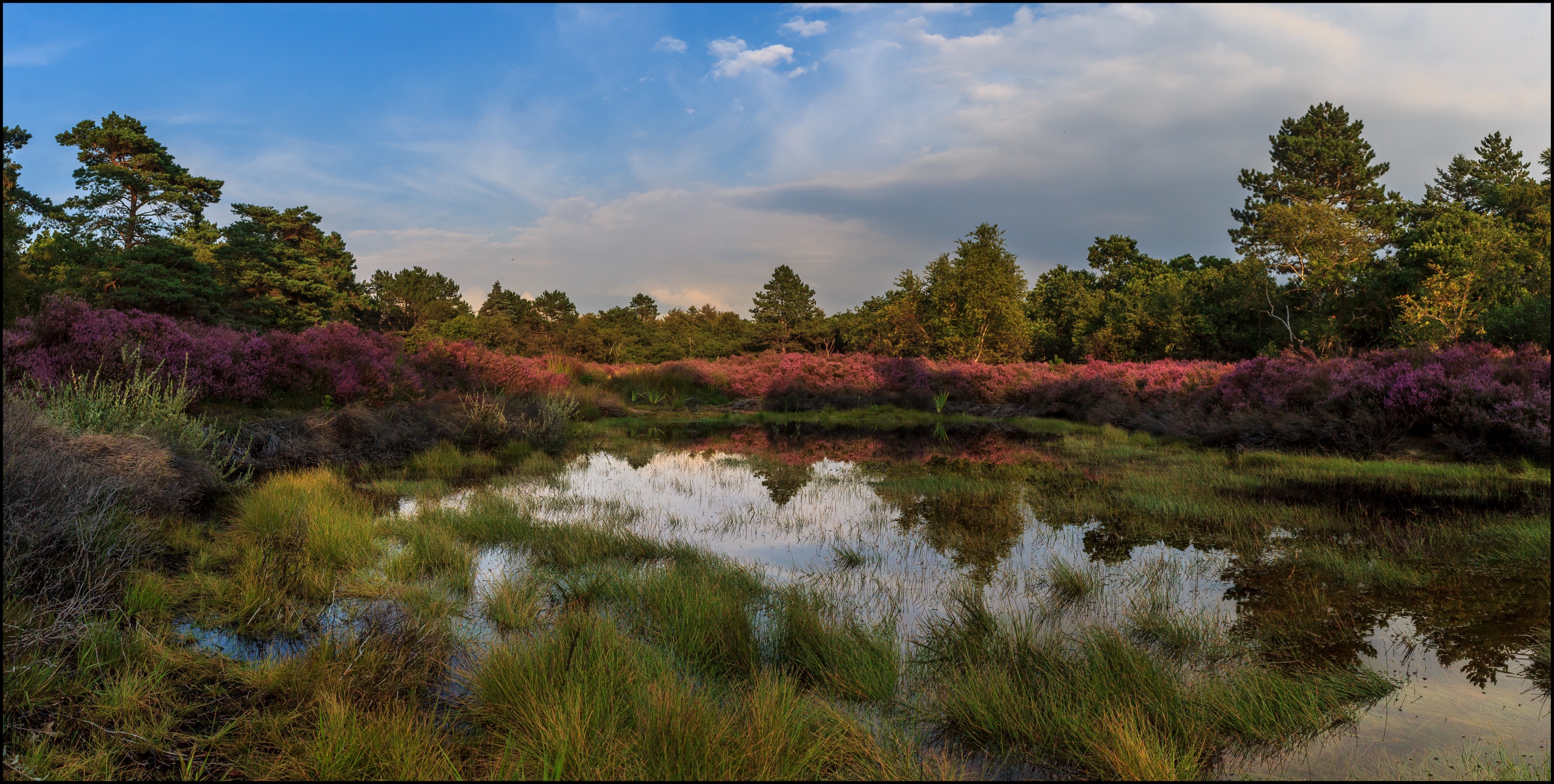 Heide staat in bloei.