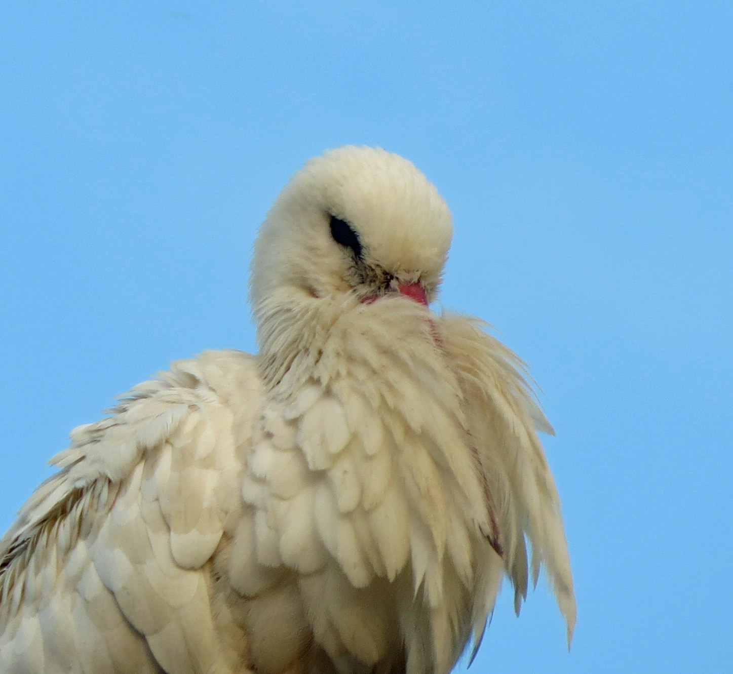 Ik kan heus wel mijn snavel houden
