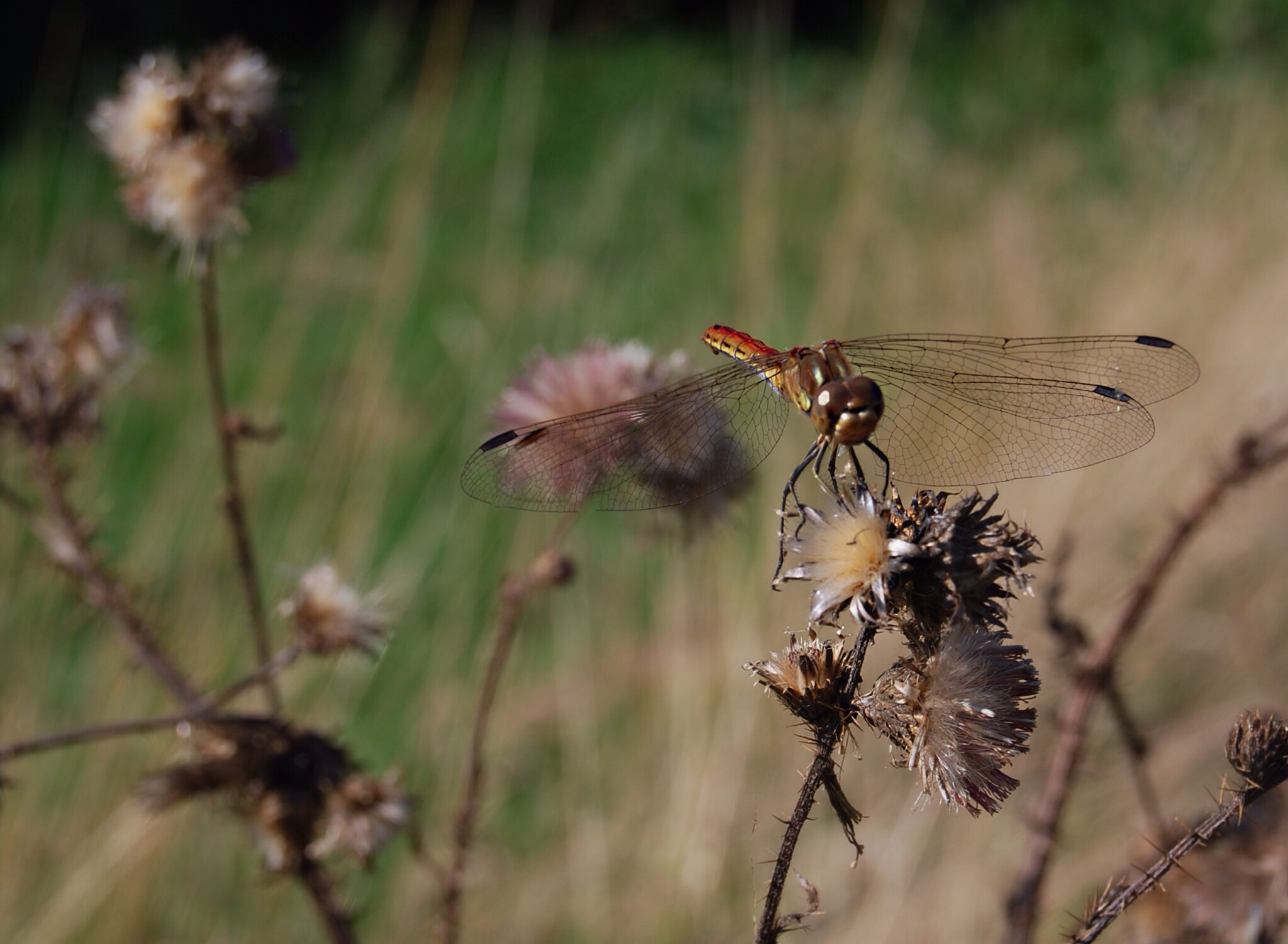 Steenrode heidelibel