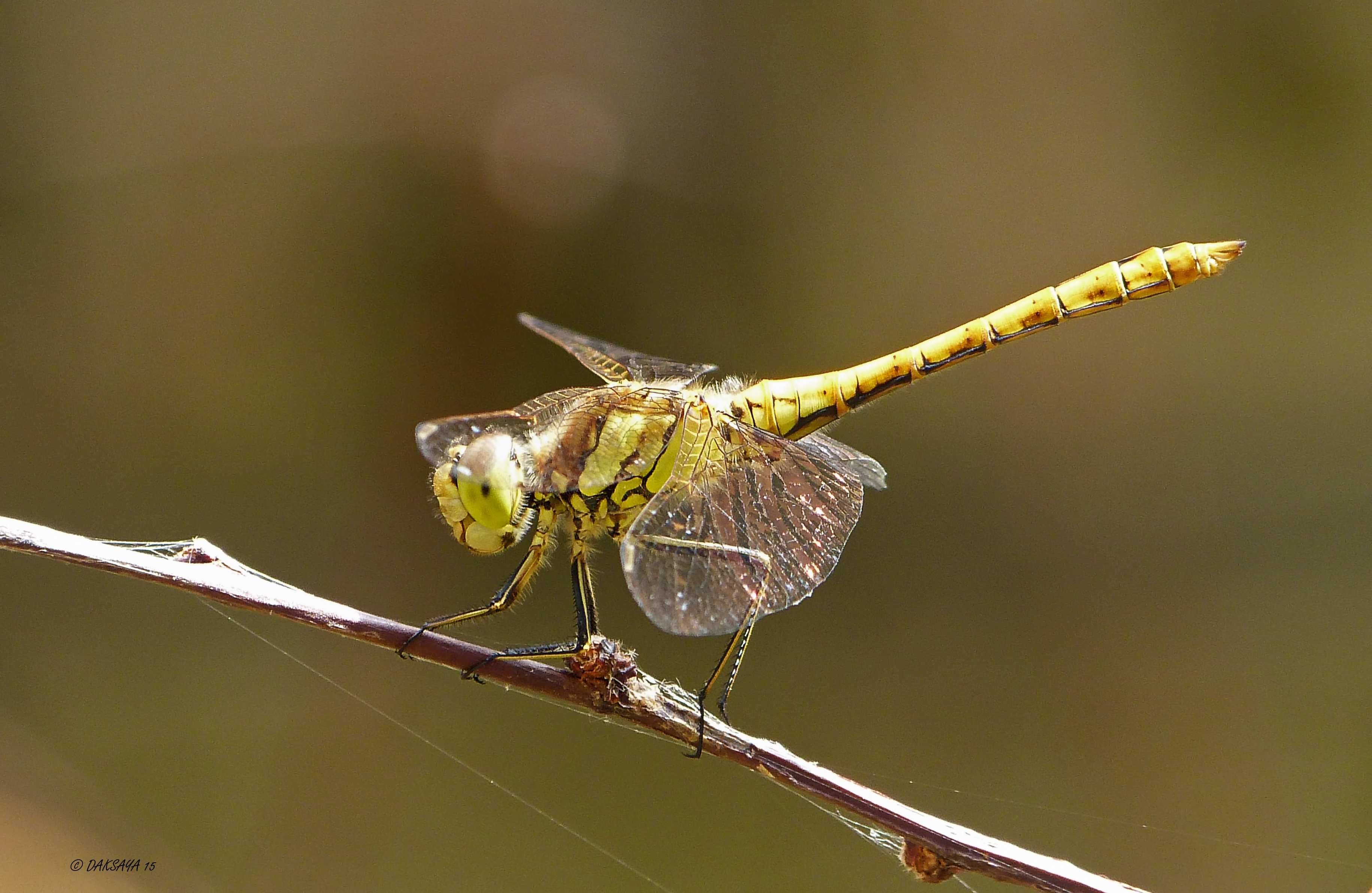 Heidelibel