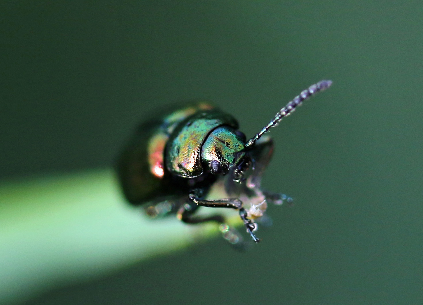 Kevertje op grasspriet