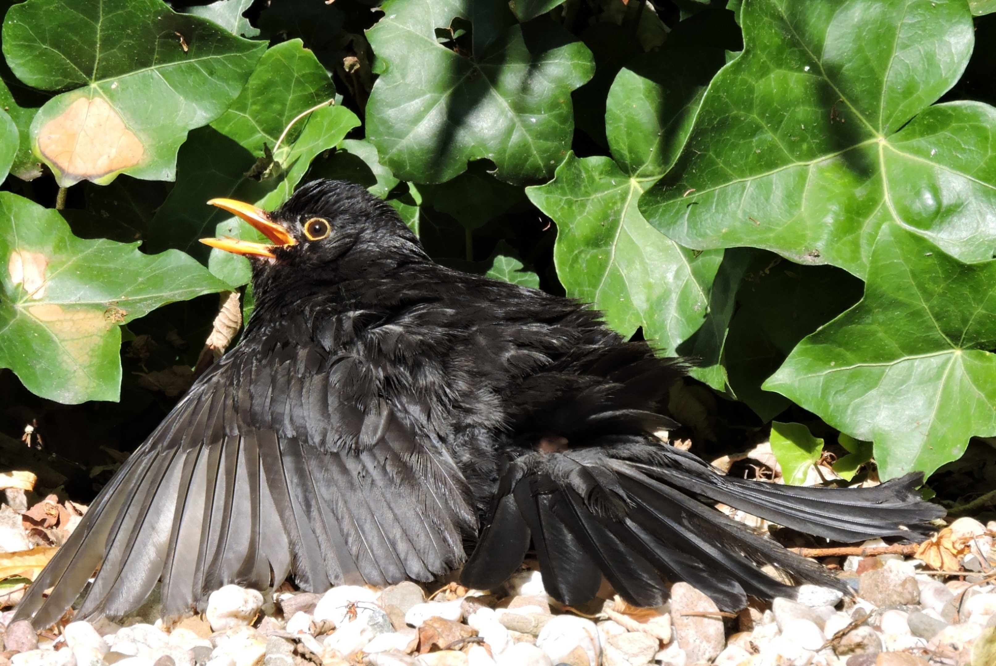 Moeder, wat is 't heet!