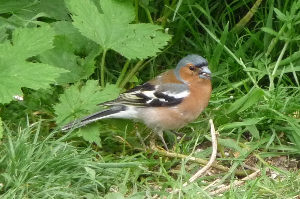 Vink