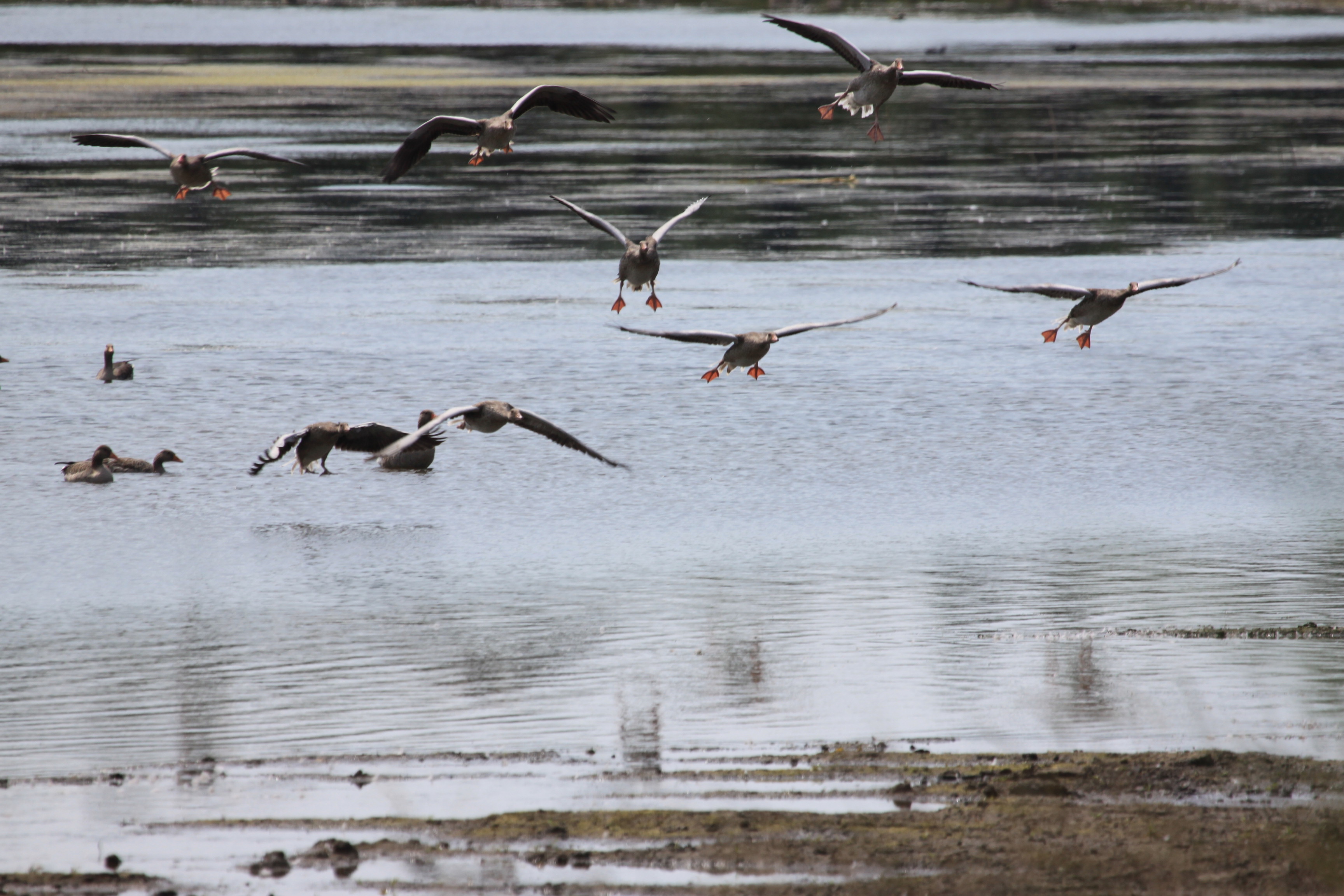 Landing grauwe ganzen