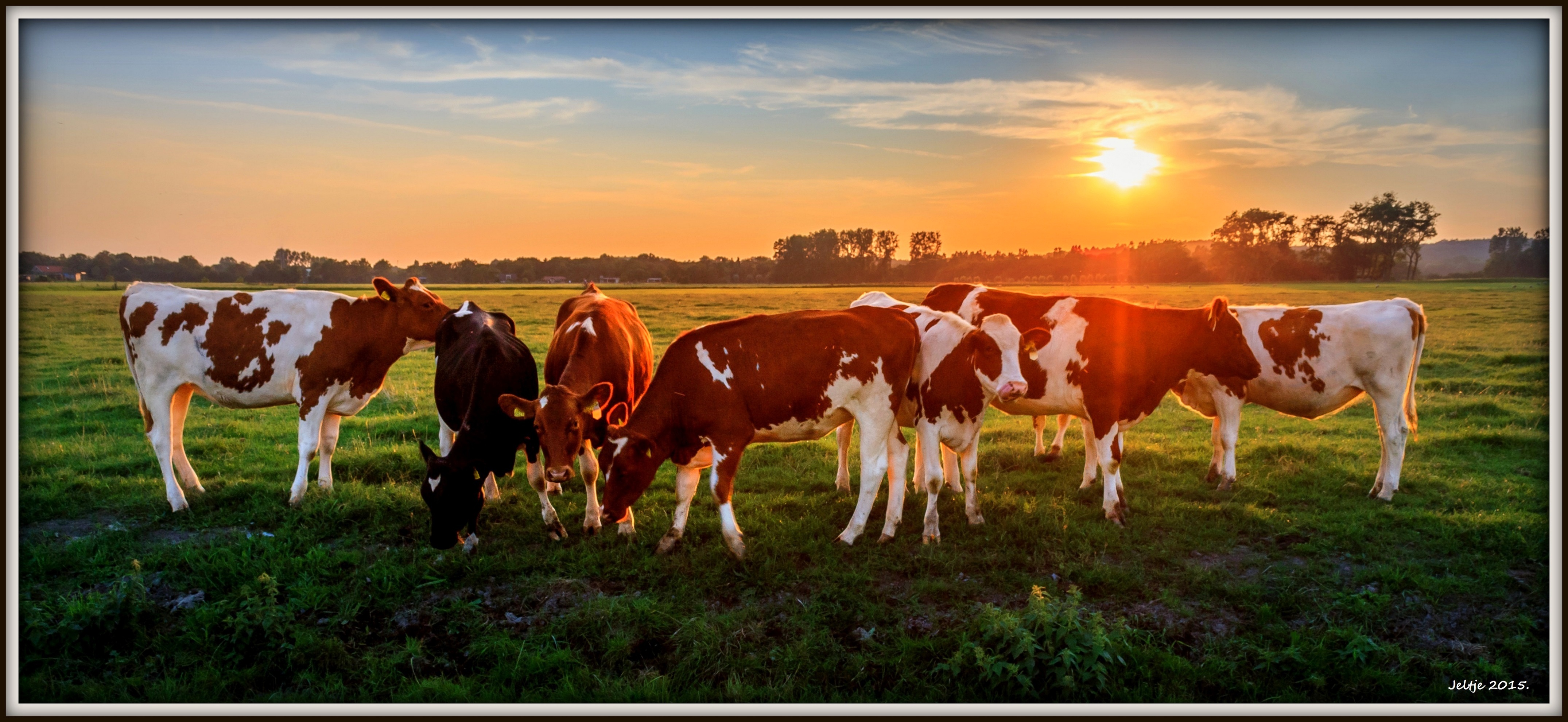Zonsondergang (Oudburgerpolder Bergen).