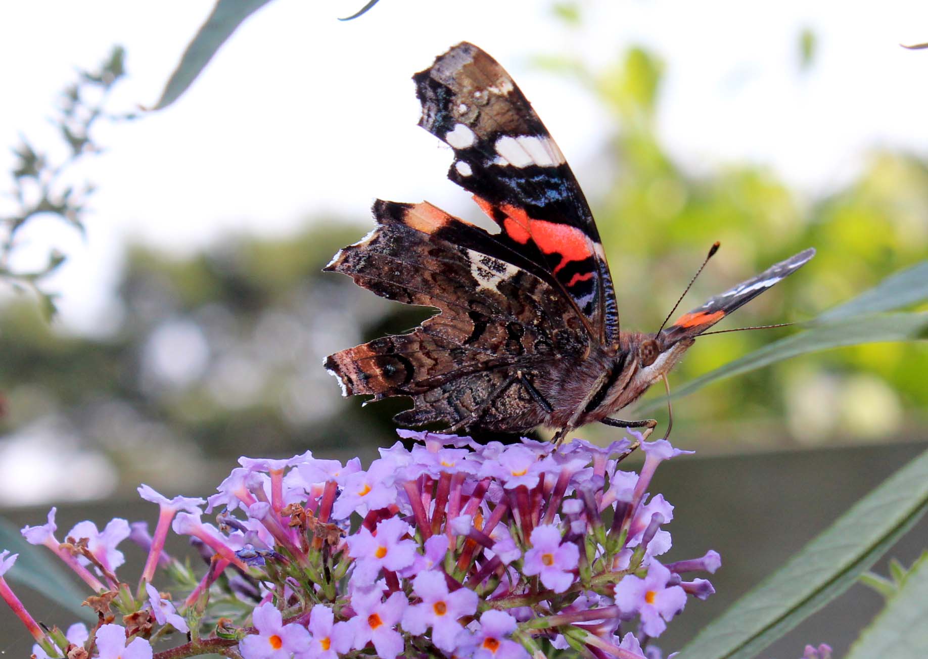 "gehakkelde" Atalanta