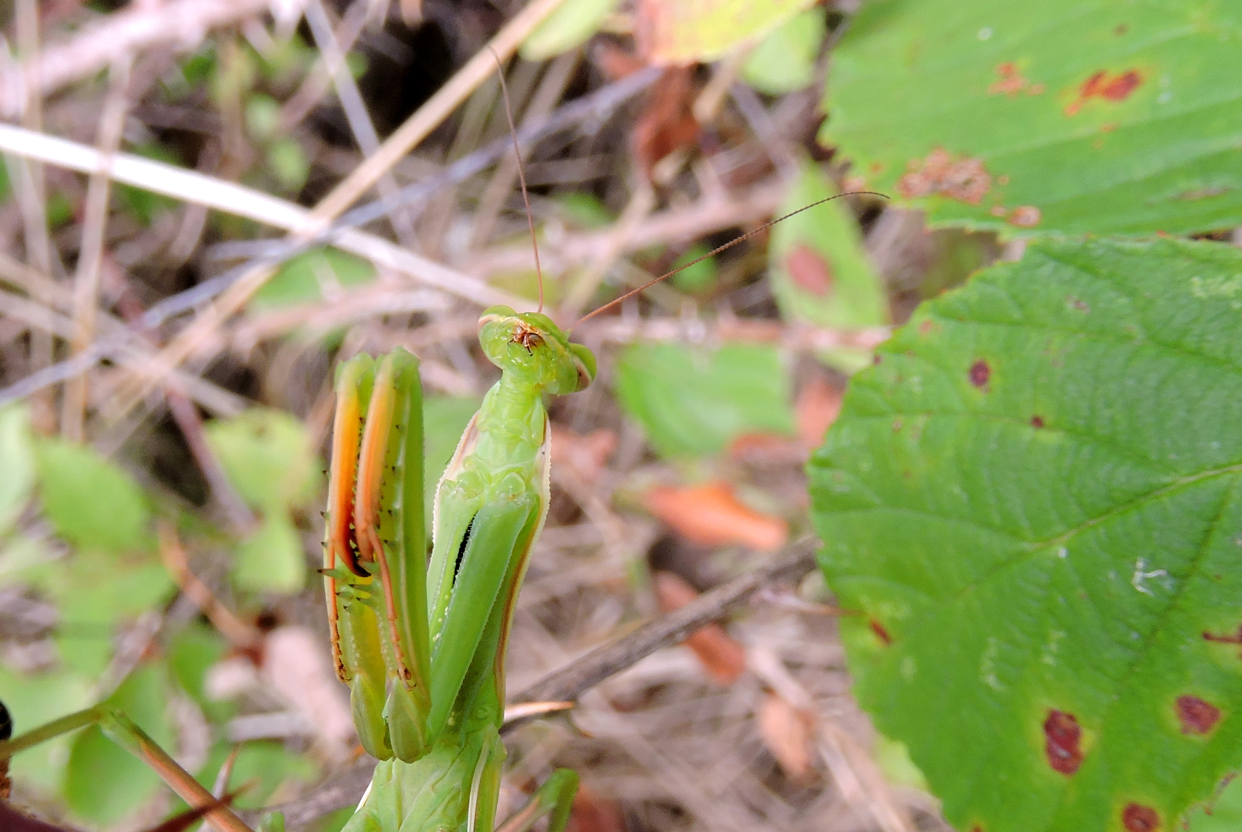 Bidden voor het eten