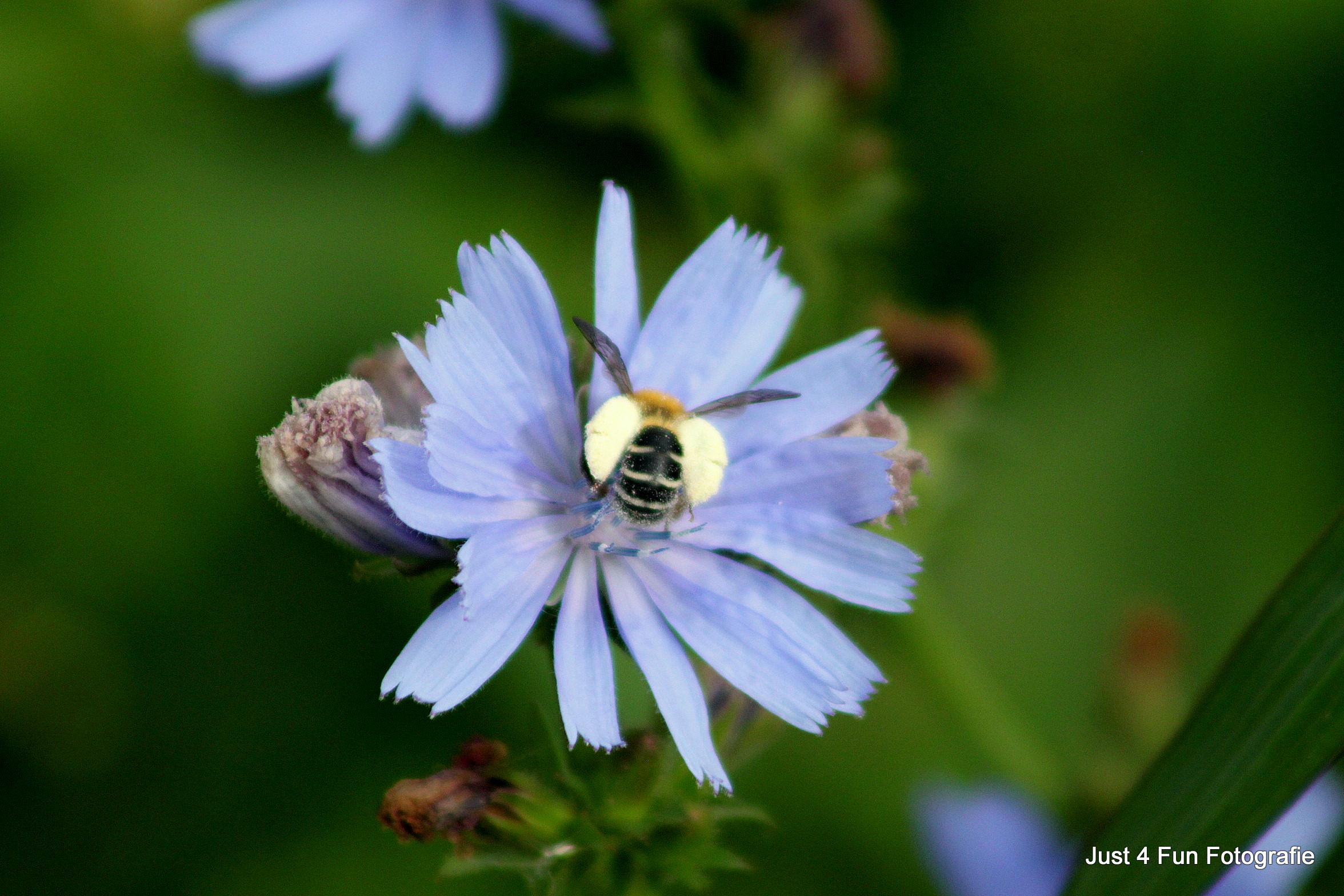 Bijtje/hommel 