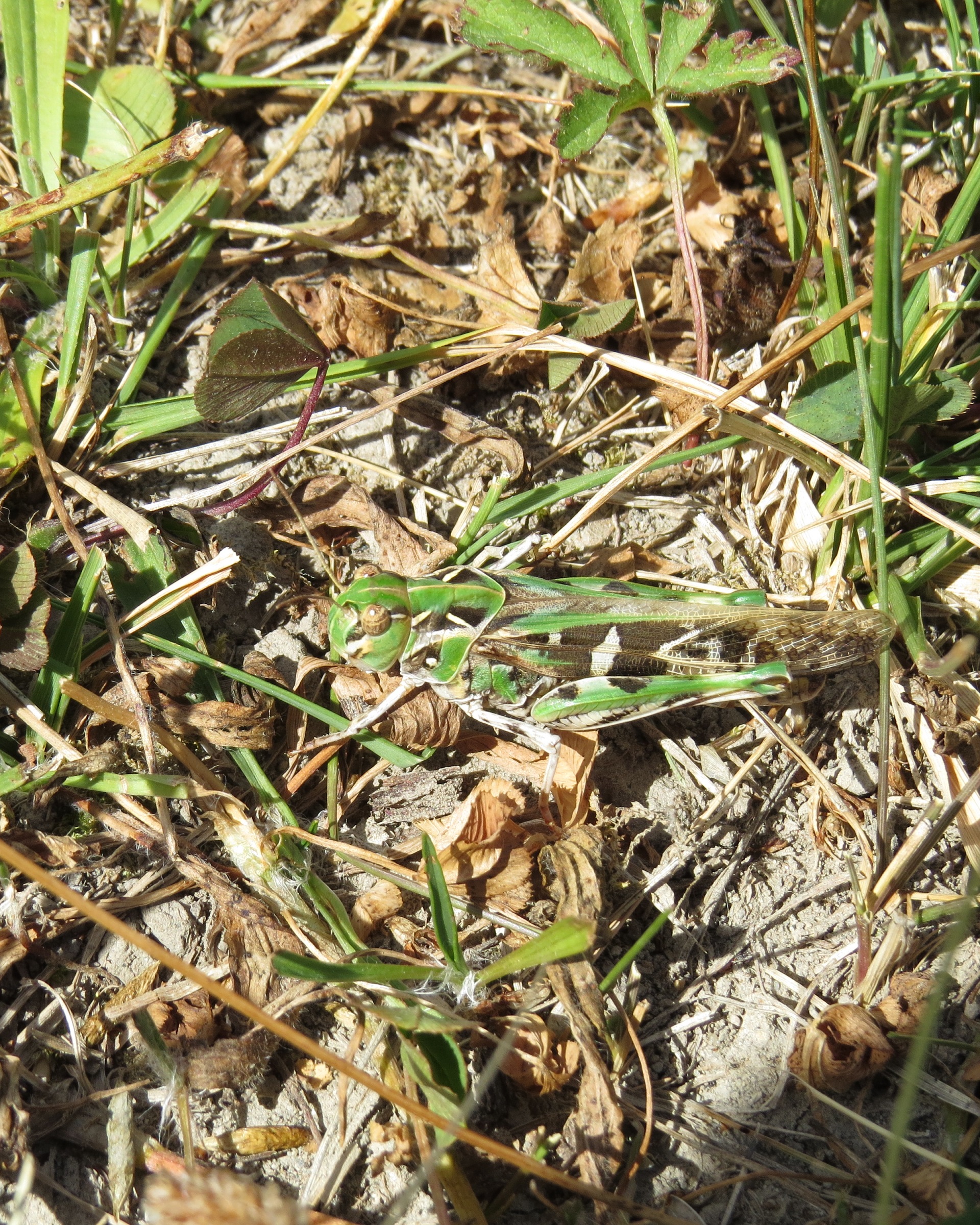 grasspriet of ?