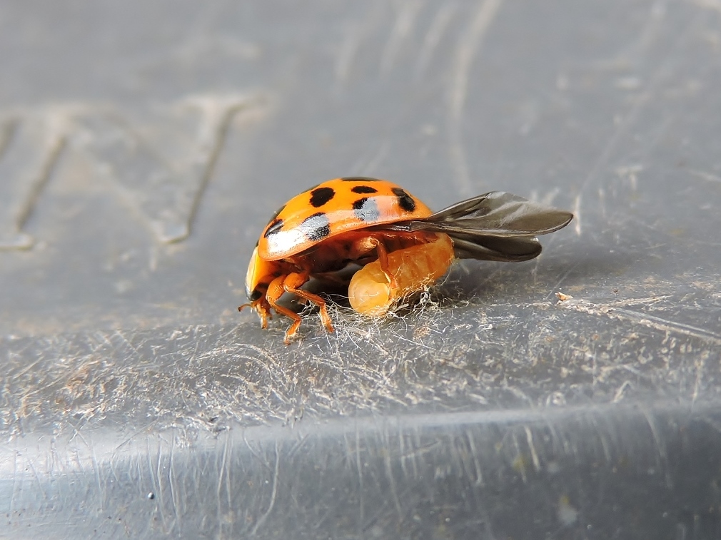 Door Larve zwartewesp