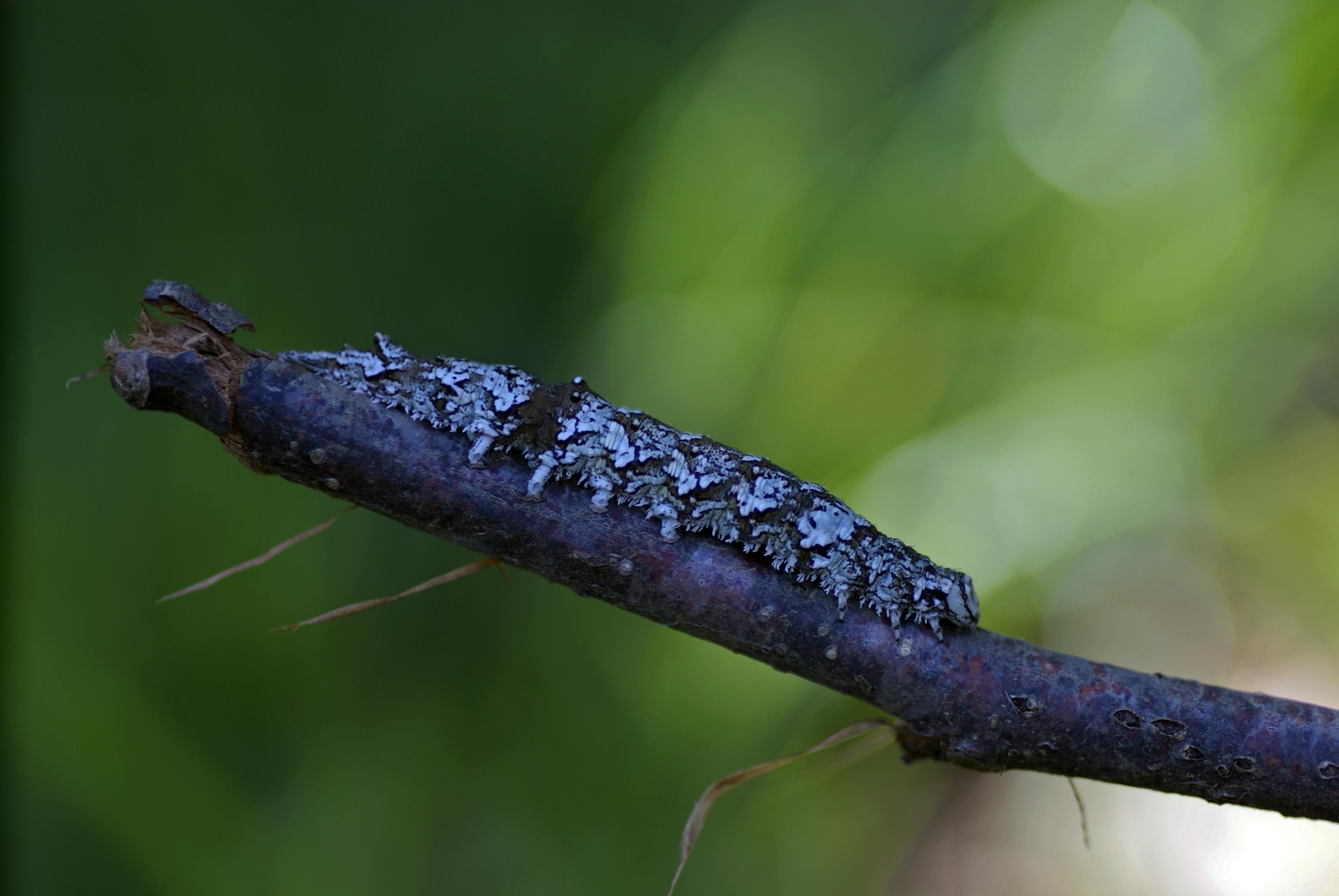 Camouflage