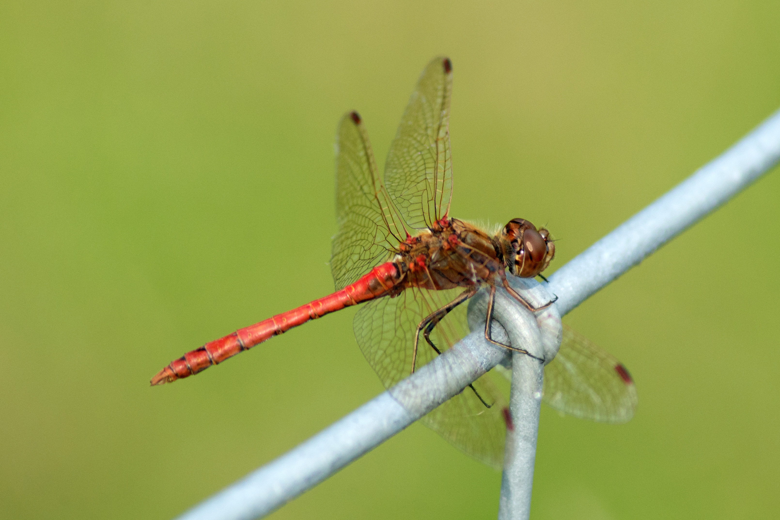 Steenrode heidelibel