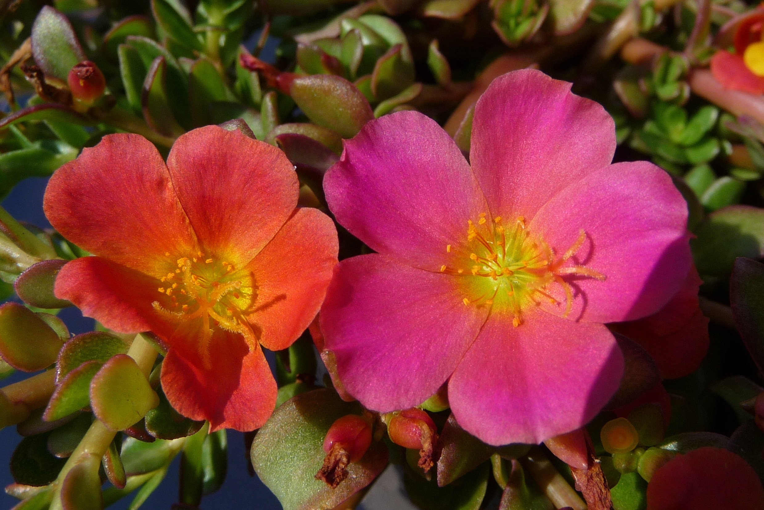 Portulaca