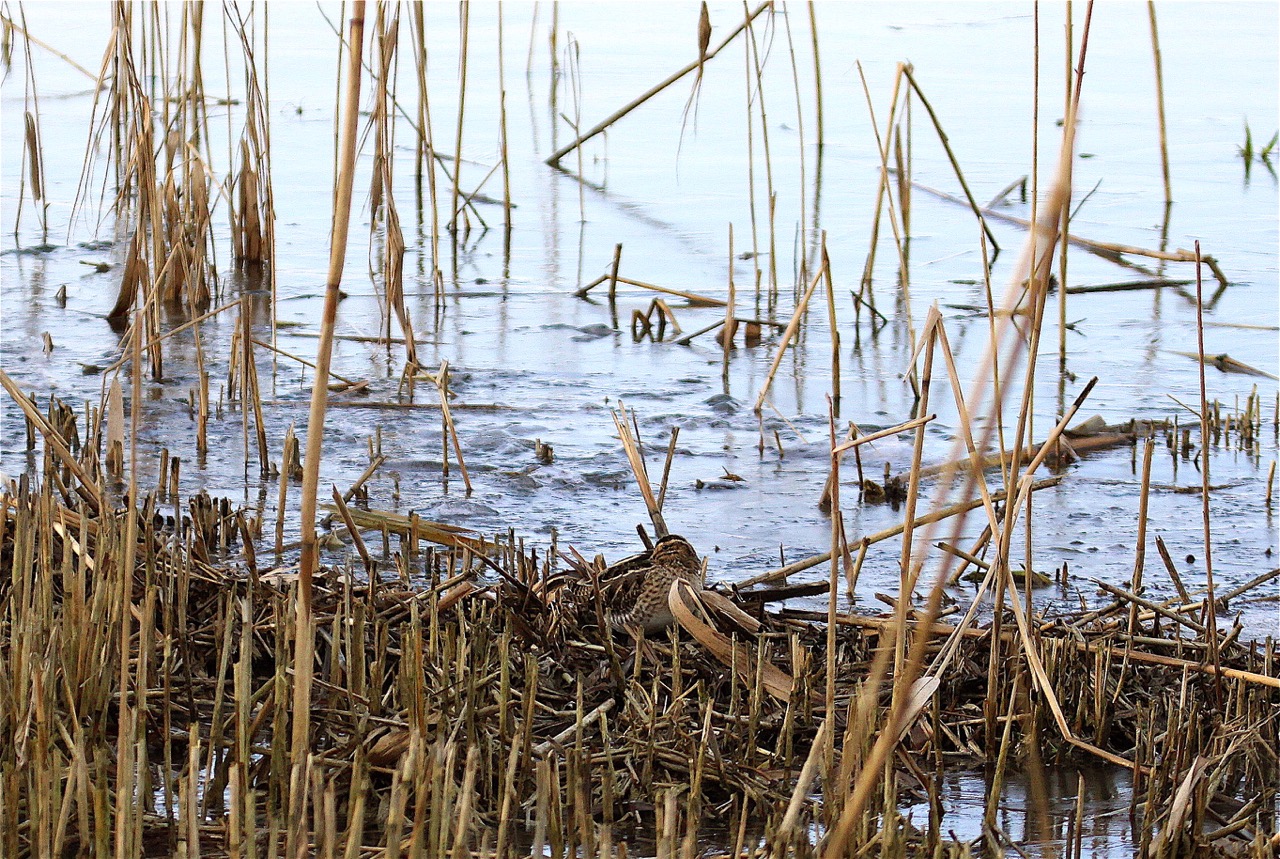 Watersnip in Oostvaardersplassen