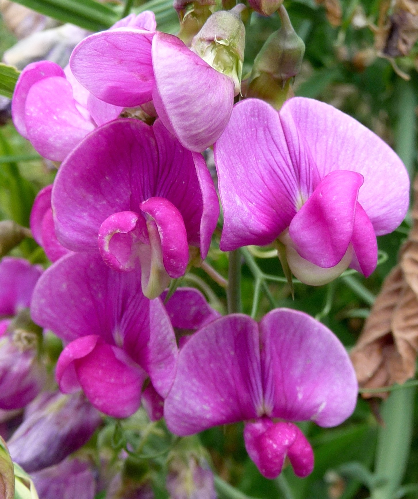 Lathyrus