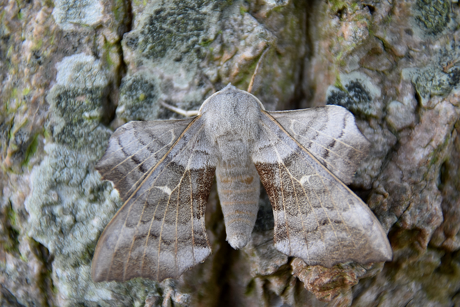 Populierenpijlstaa...