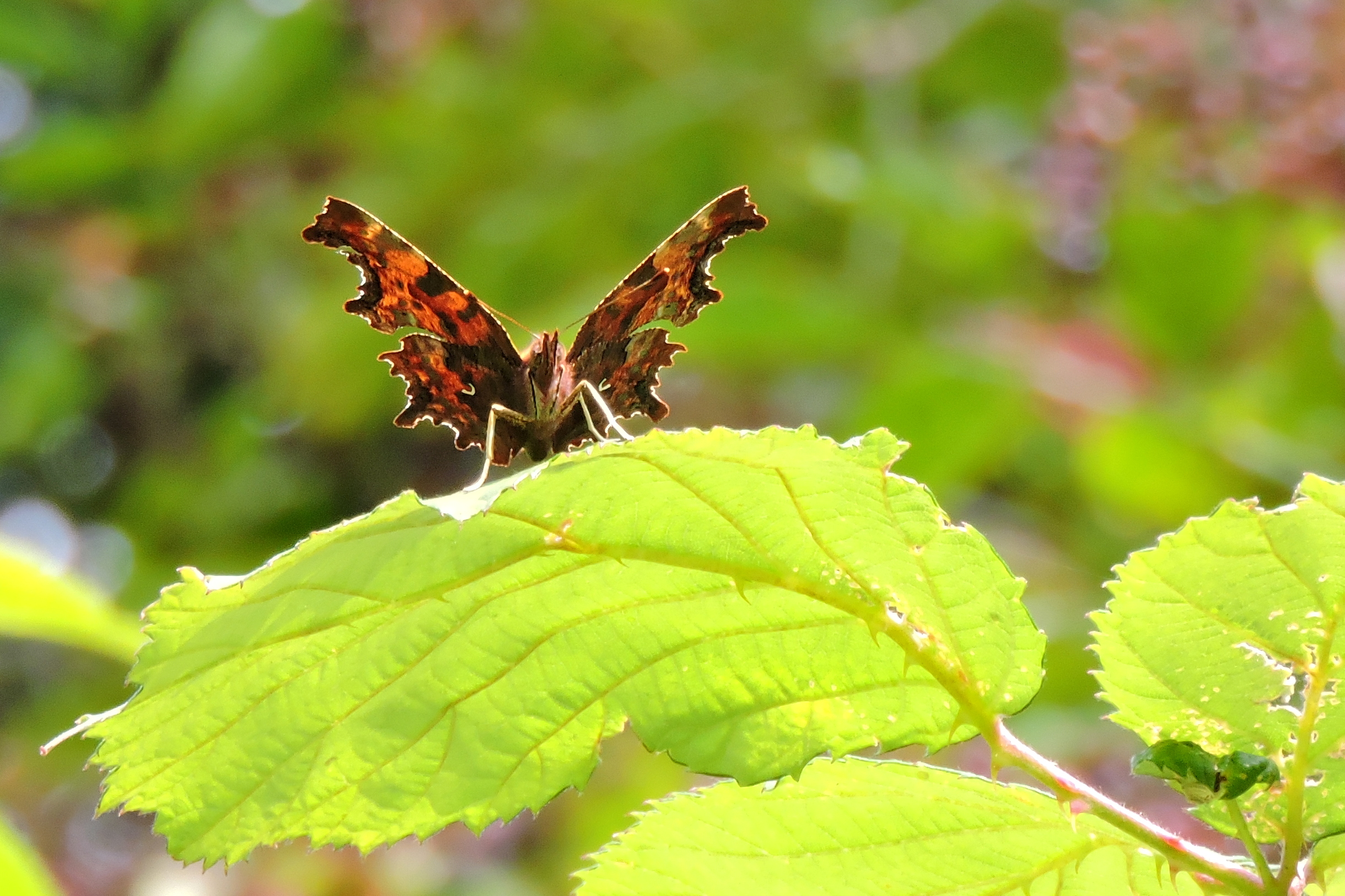 Gehakkelde camouflage