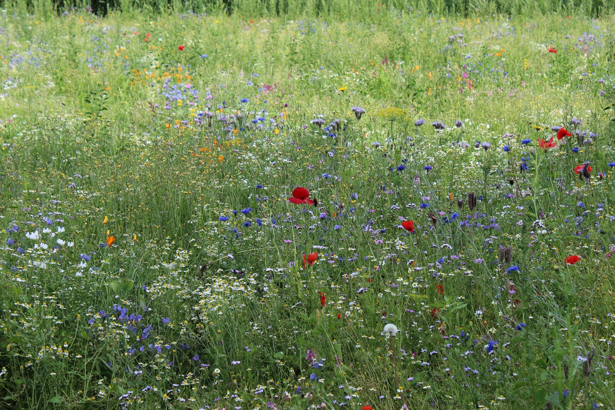 Wildtuin 
