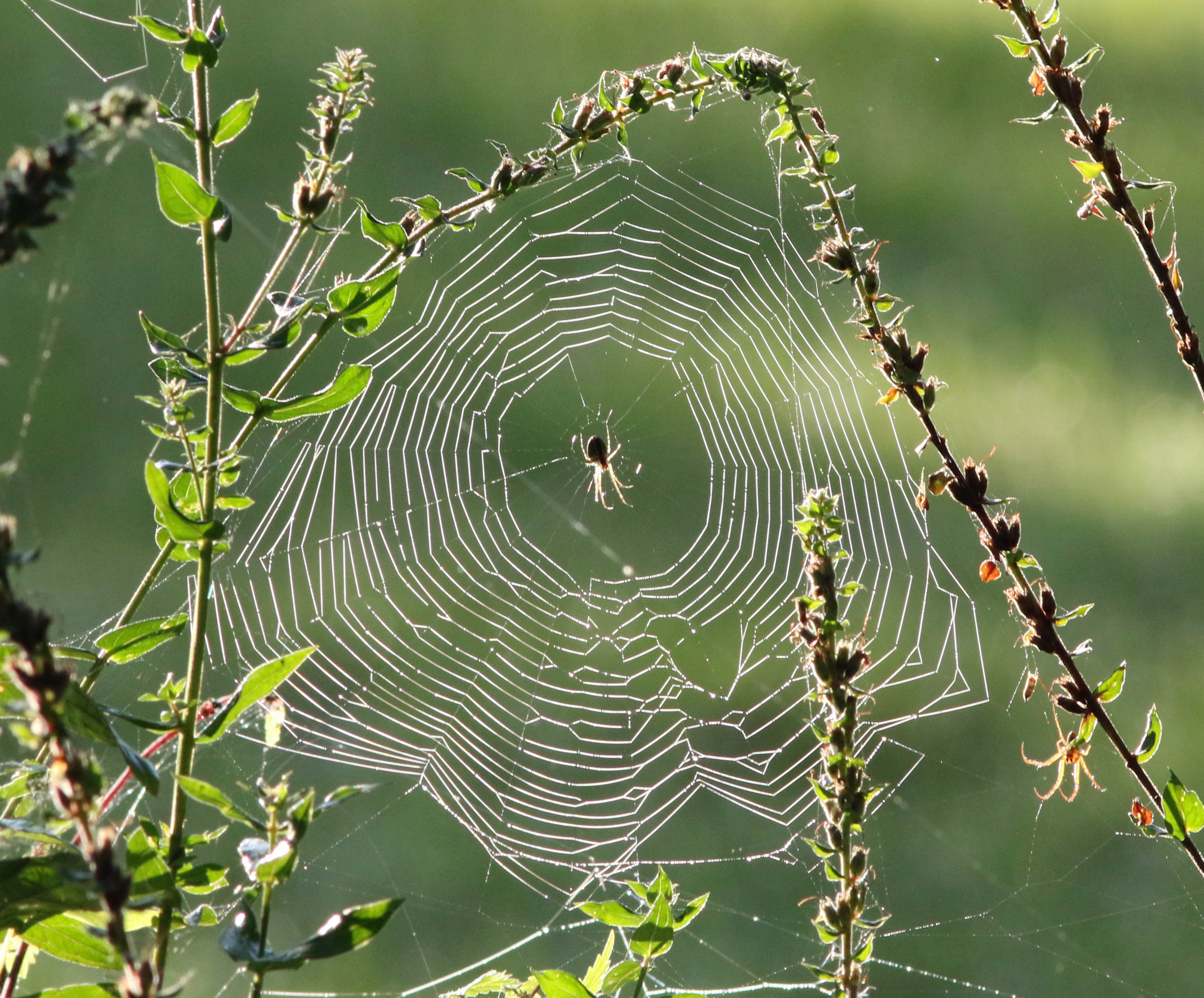 Spinneweb
