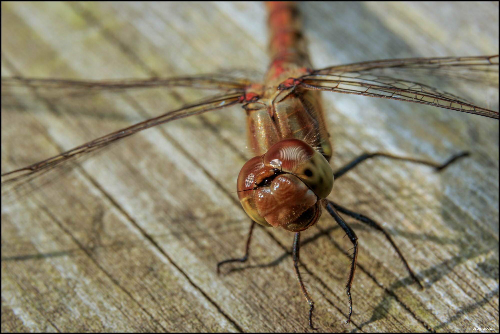Bruinrode heidelibel.